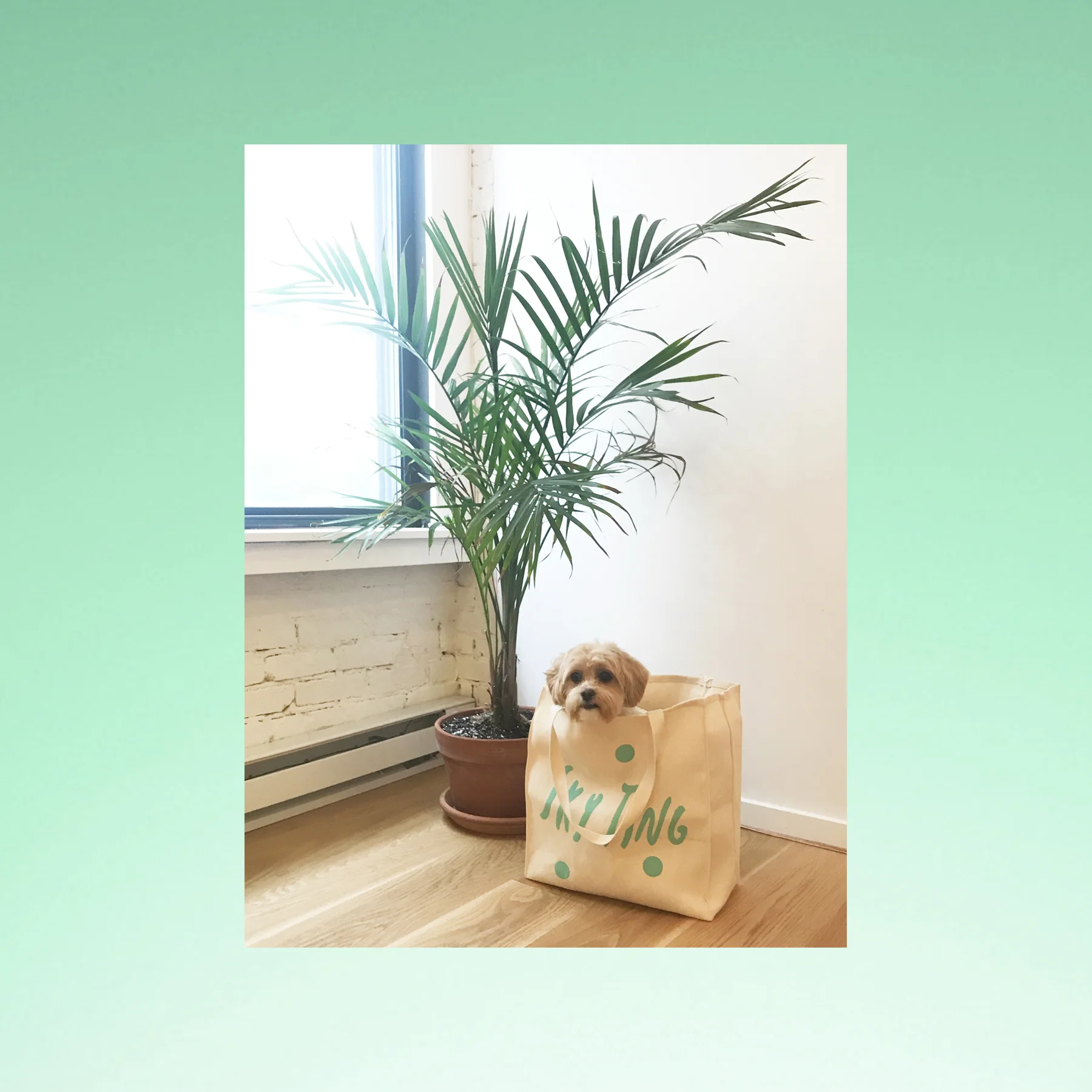 tote-maybe_053017.jpg