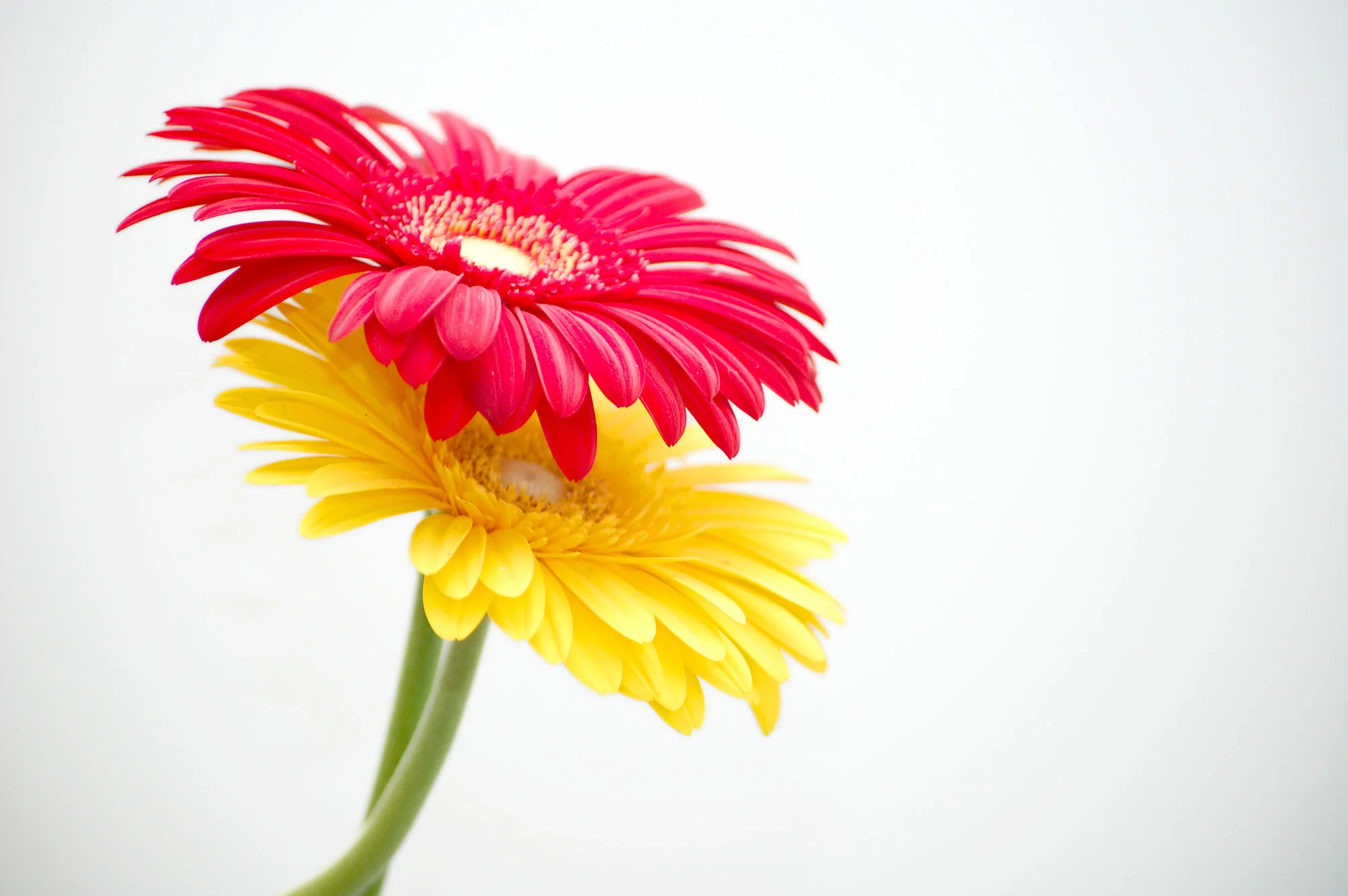 yellow&red gerberas.jpg
