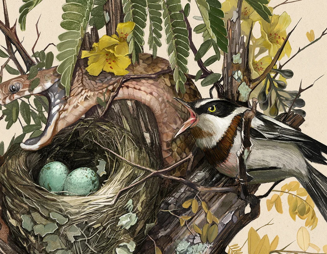 Caroline Vos Illustration Snake in nest crop 1.jpg