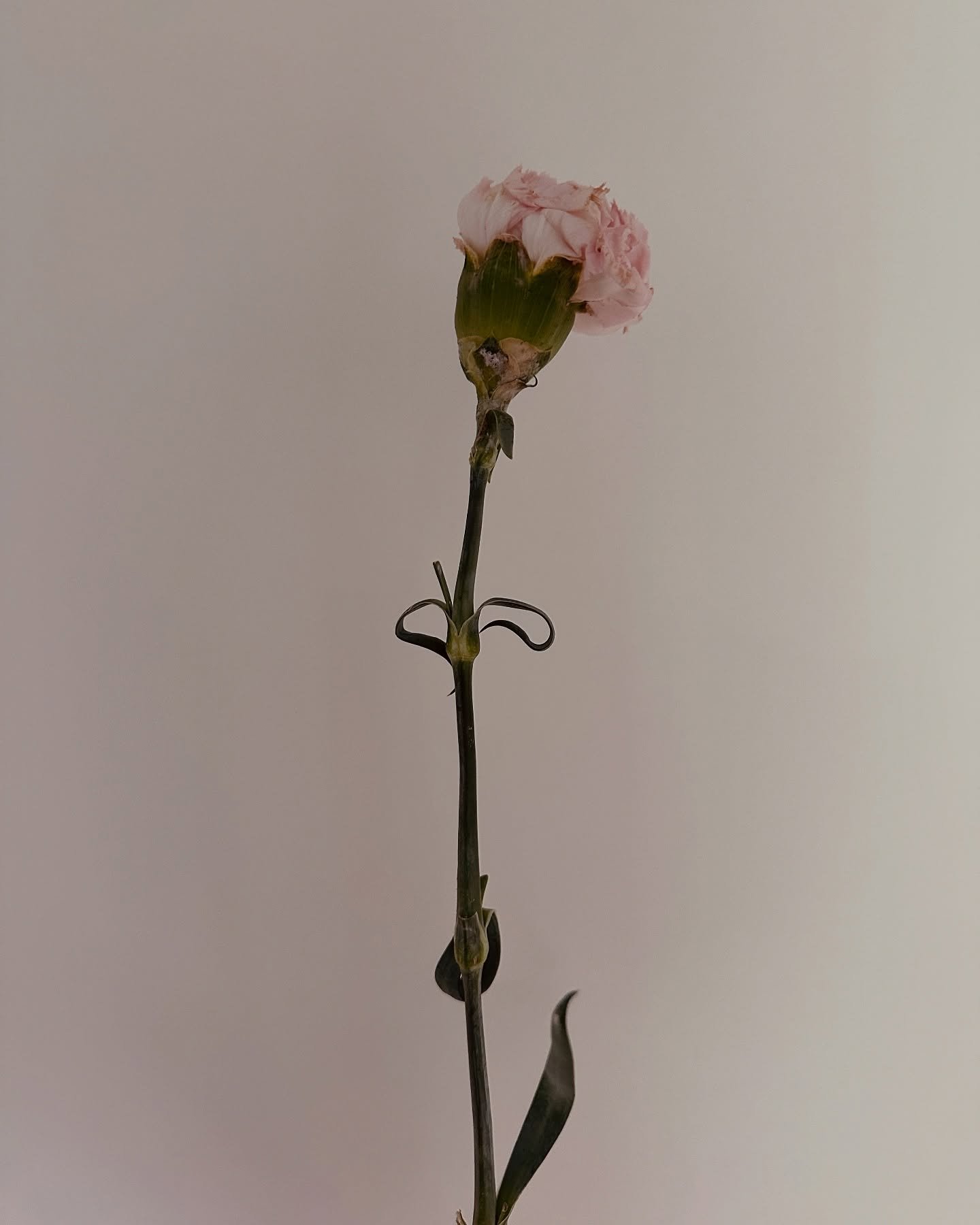 No longer in bloom. Time leaves its own kind of color.