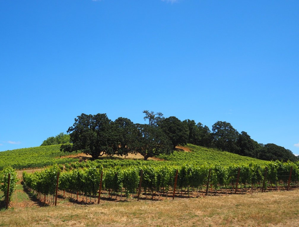 YAMHILL-CARLTON AVA