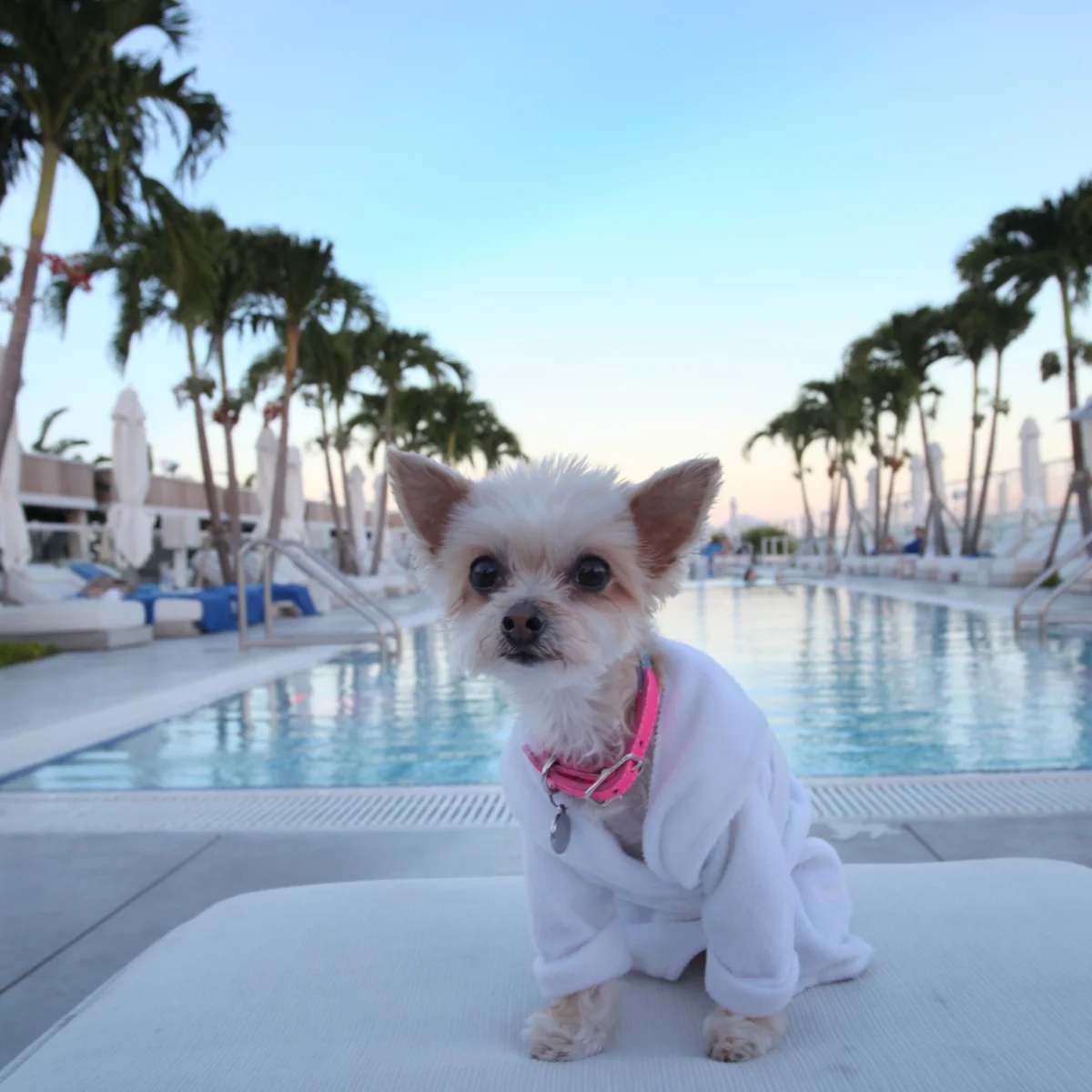 Poolside Bean (ed note: this was for photo purposes only, only service dogs are allowed poolside!)