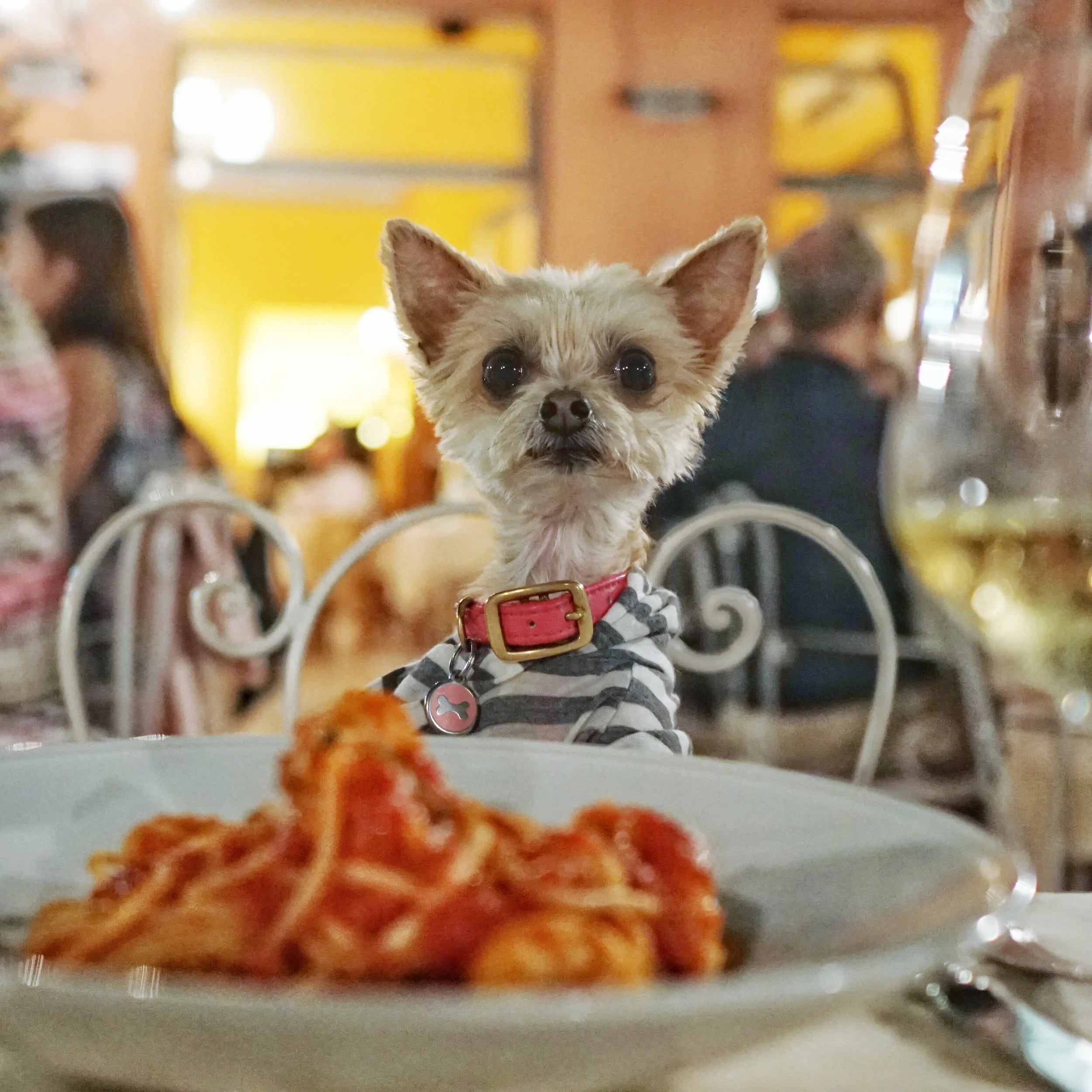 pasta pls.