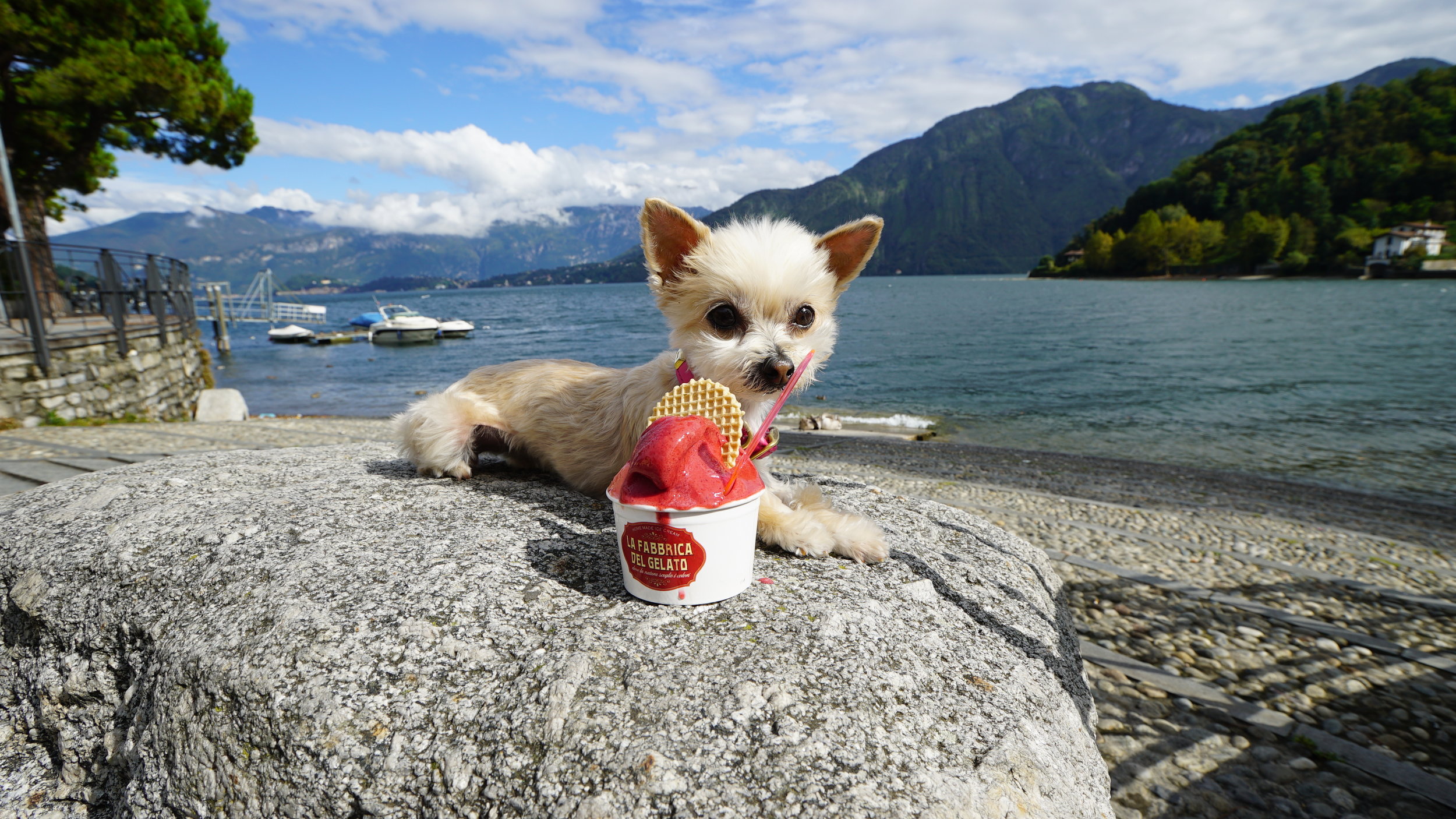 gelato is everything.