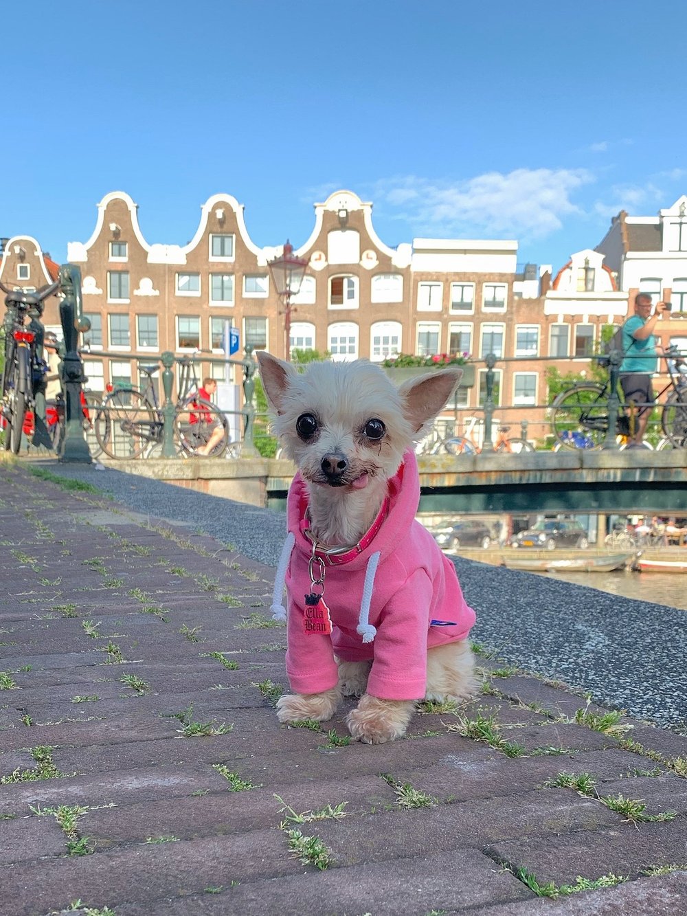 Archaïsch Pas op Omhoog gaan Dog Friendly Amsterdam — the bean dogs