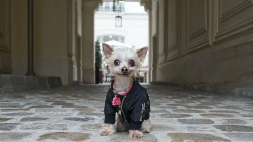 Eiffel tower Dog dress By Little Paws Boutique