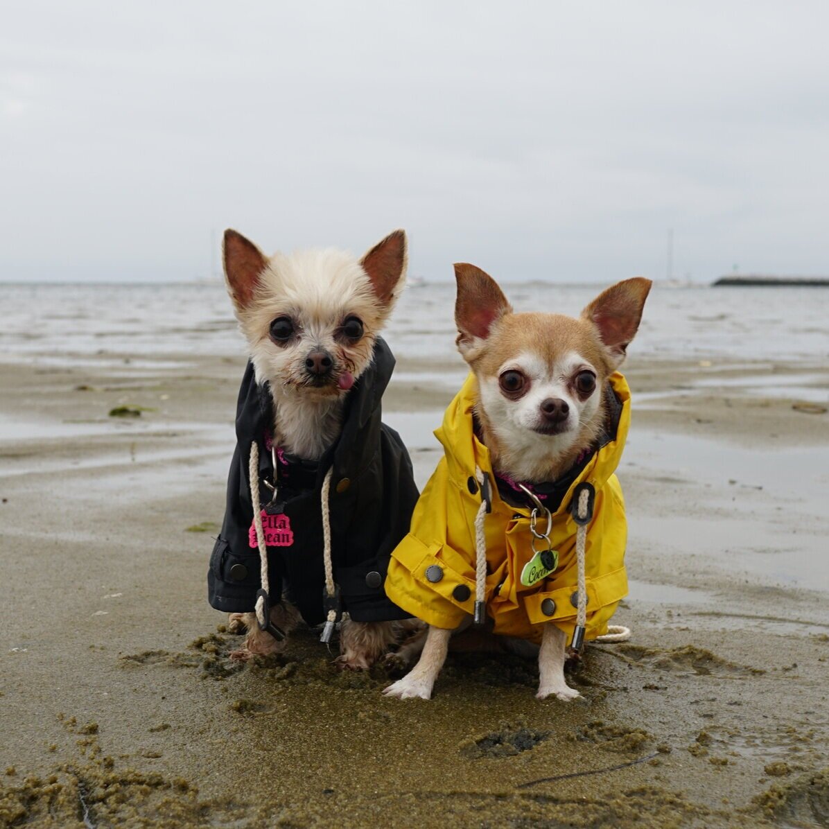  our fave  raincoats from max-bone  are perfect for every season! 