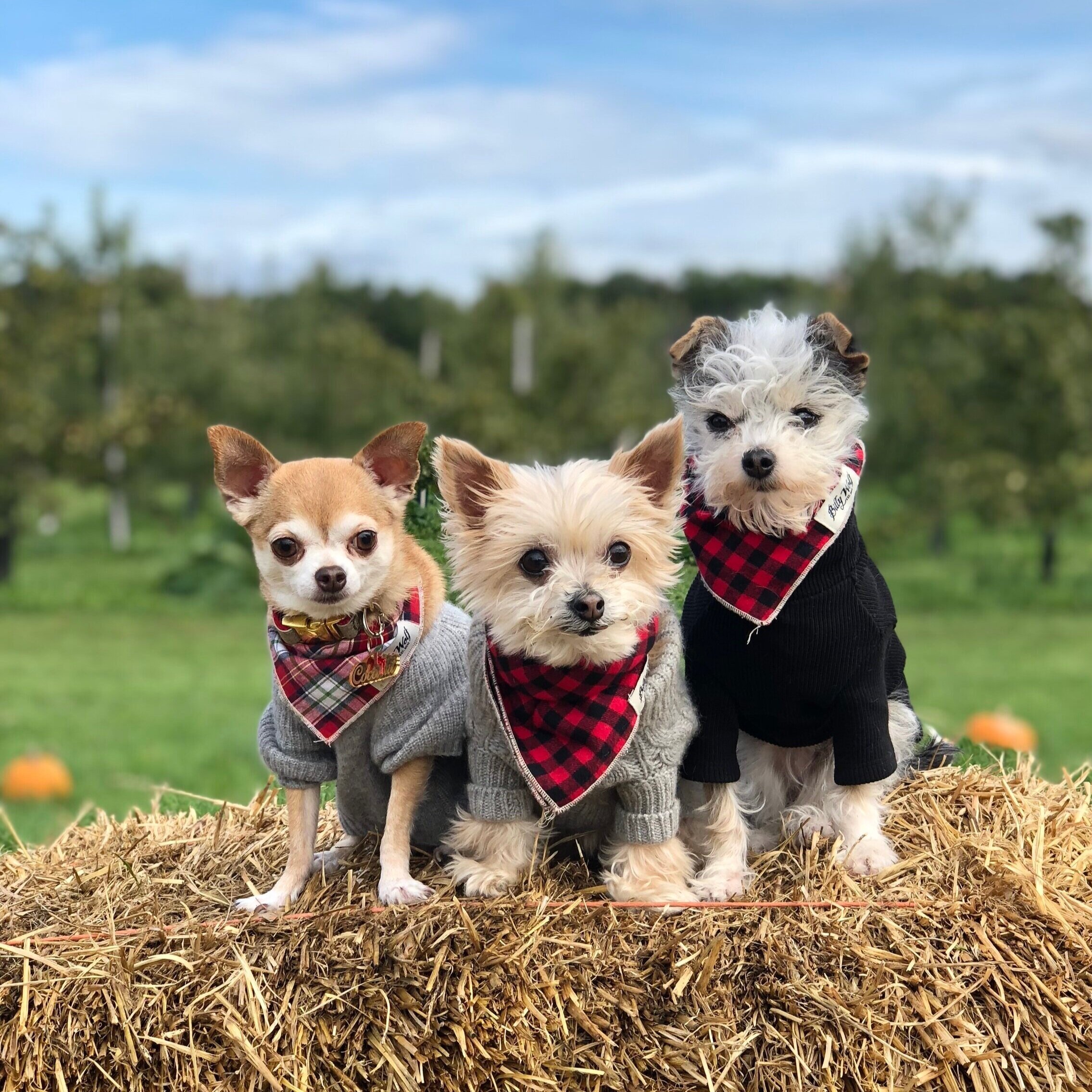  plaid bandannas are key to the perfect fall accessory. we love these from  Lucy &amp; Co . 