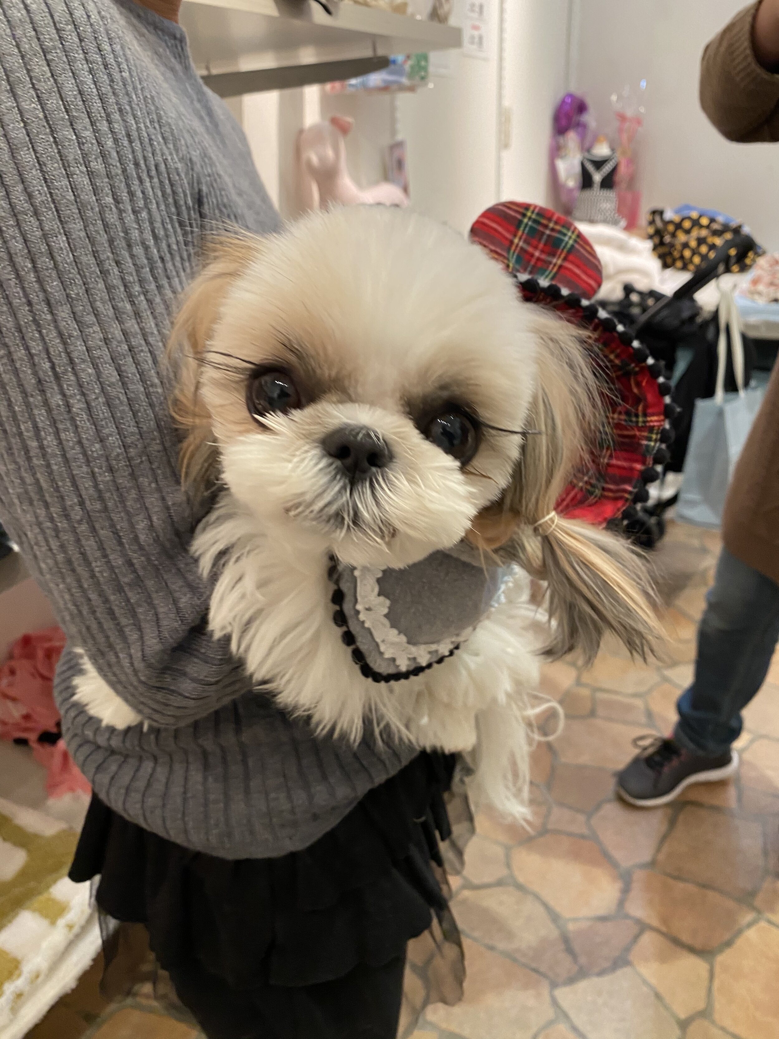 this shih-tzu with an amazing hairdo spotted at Venus Fort