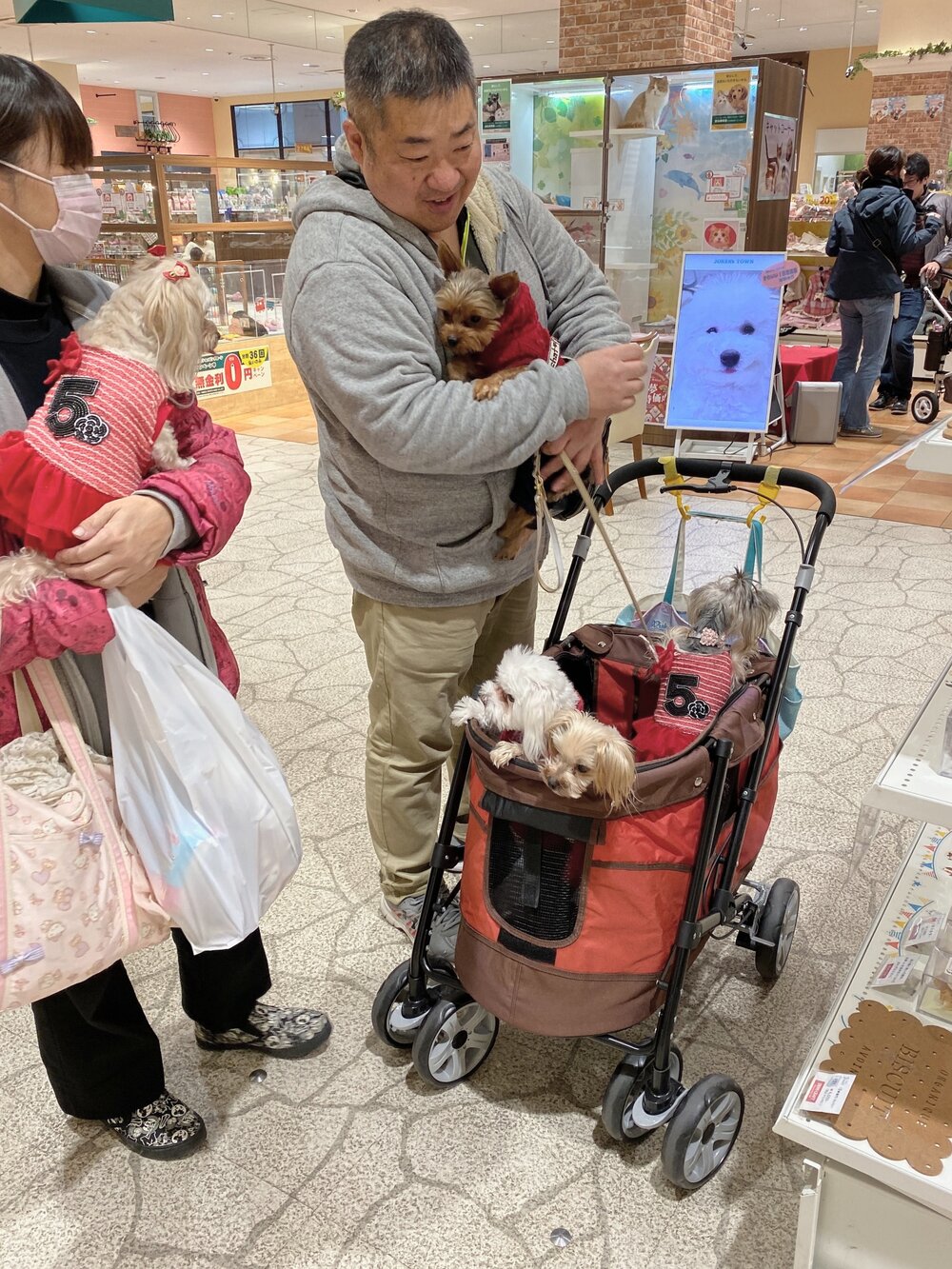 #goals: a fam w many tiny dogs in a stroller