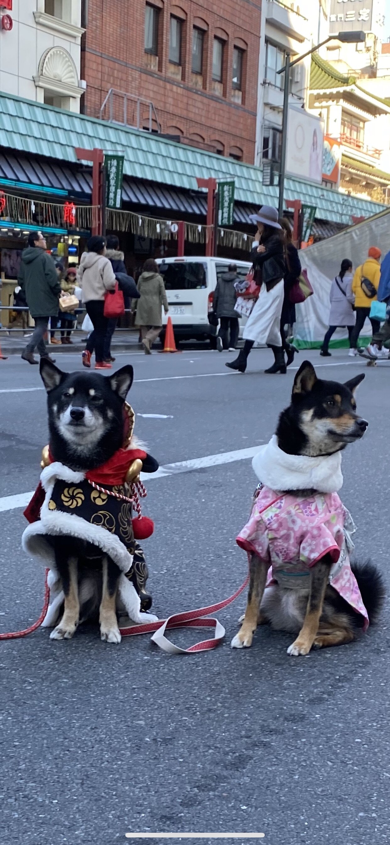 Shiba Inu in costumes on New Years!