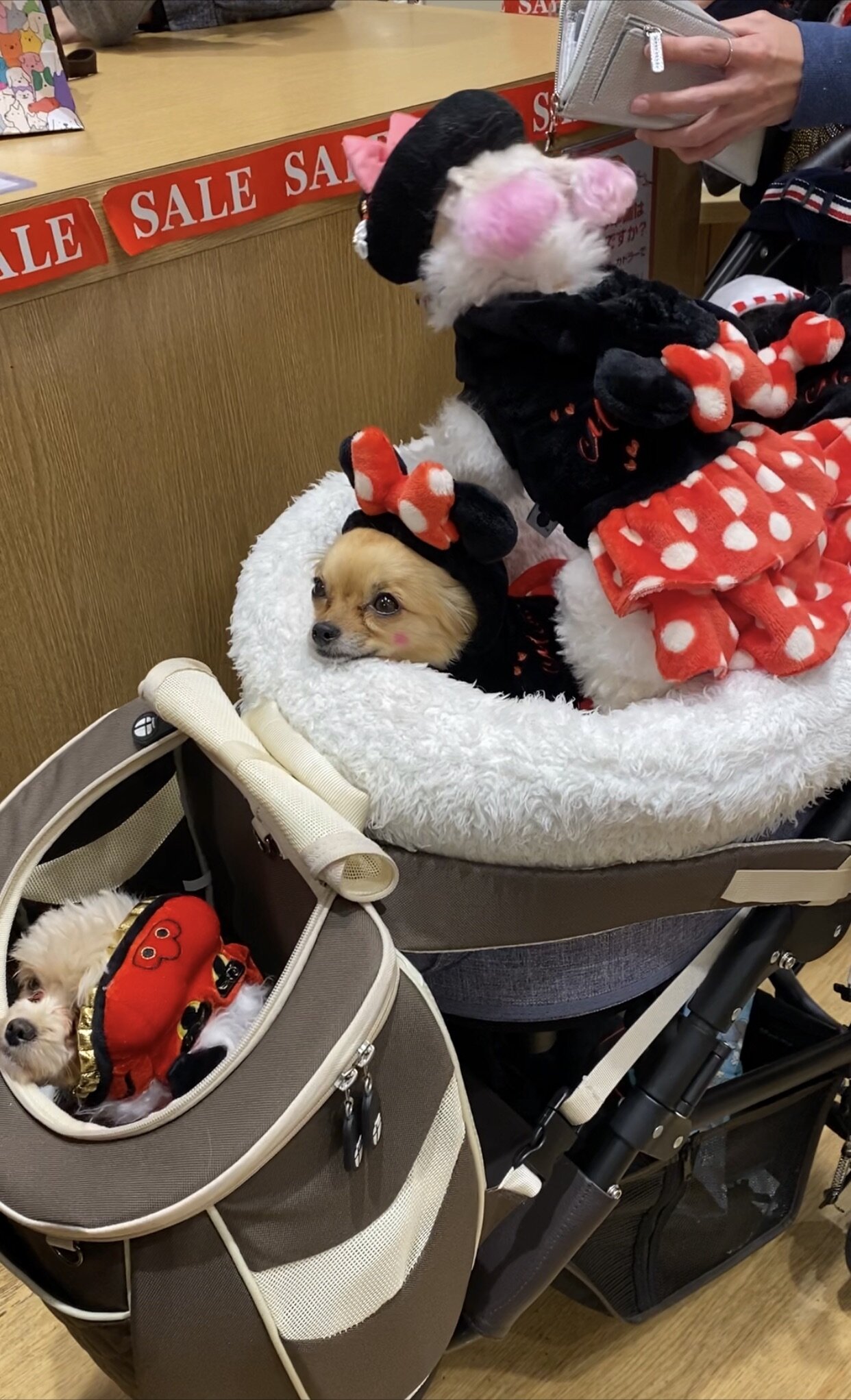 Chihuahuas in a stroller!