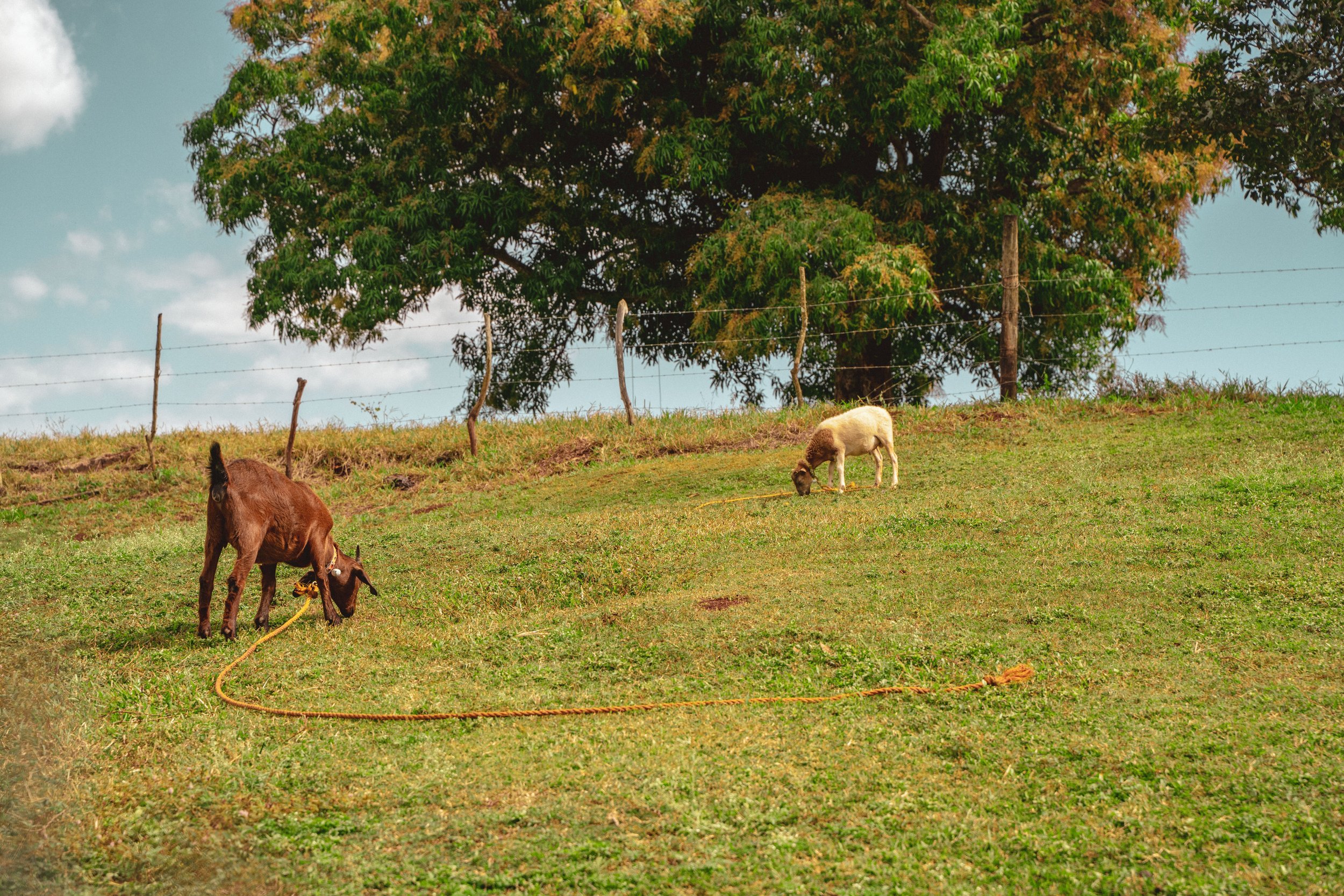 A brown and a white goat grazing on a green hillside with a large leafy tree and barbed wire fence in the background.