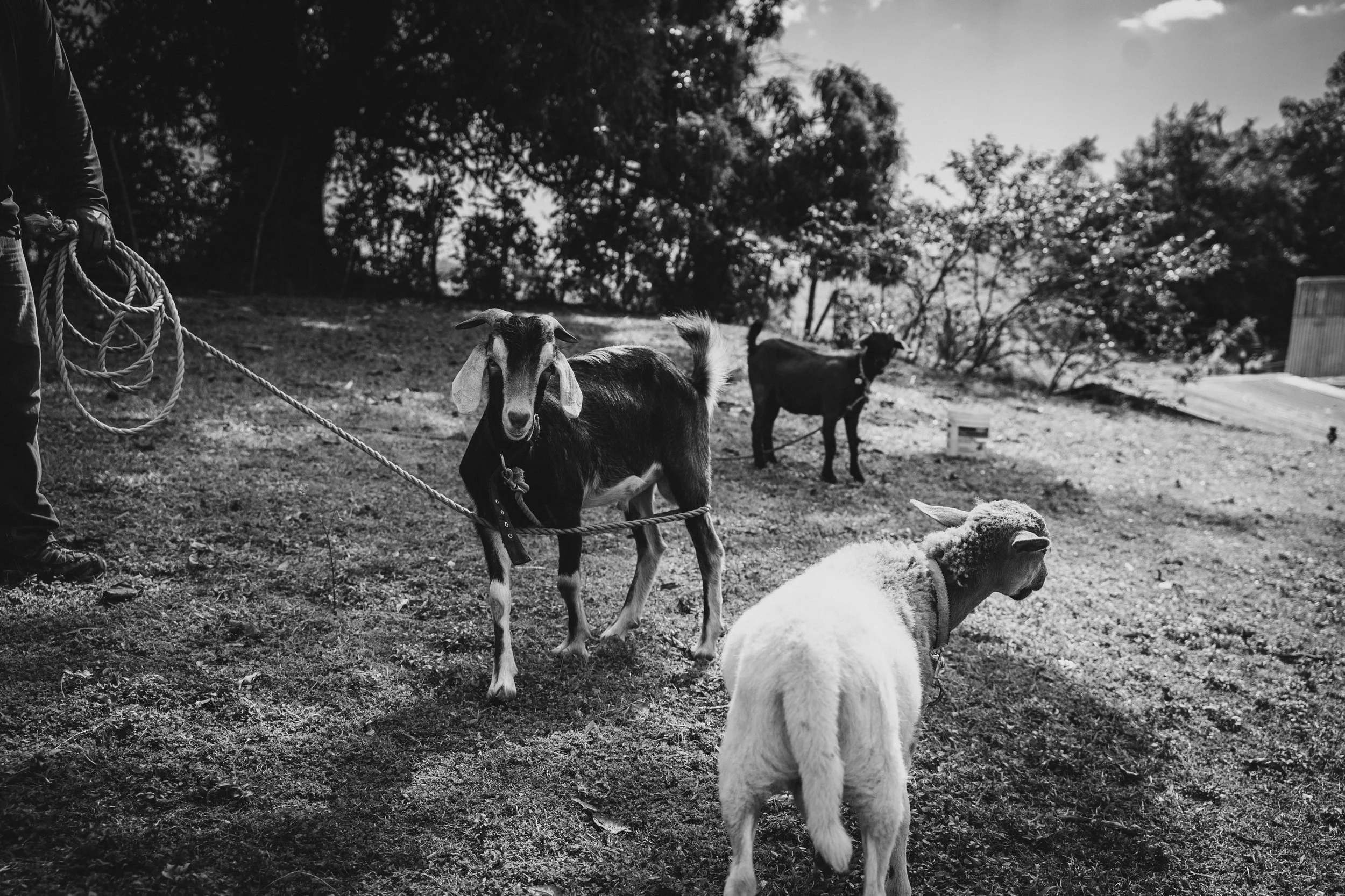 Black and white photo of three goats on a farm, two are tied with ropes, with trees and a small building in the background.