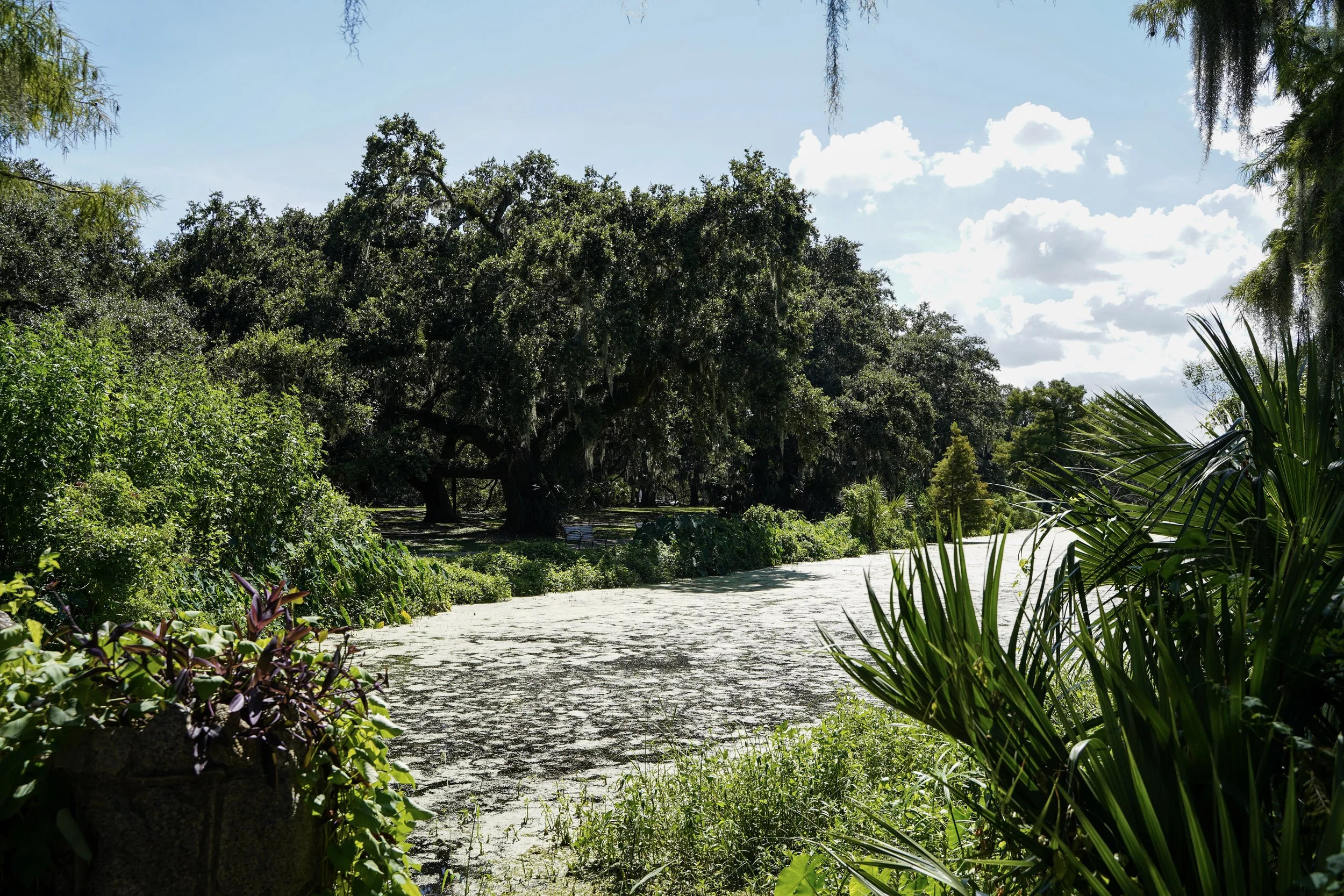 A lush, green swamp with water covered in duckweed, surrounded by dense trees and plants under a partly cloudy sky.