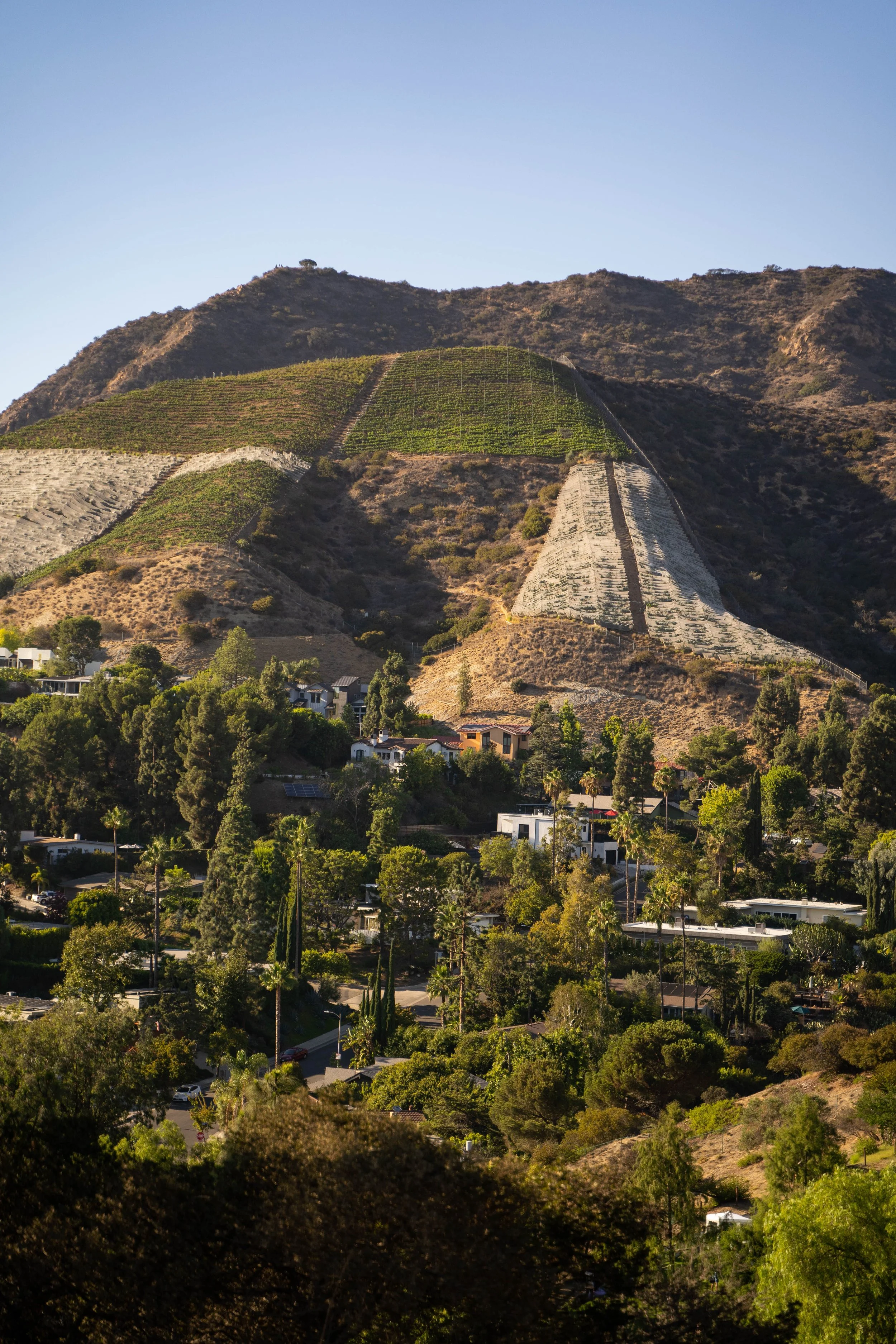 Hilly landscape with terraced vines and a residential neighborhood in the foreground under clear blue sky.