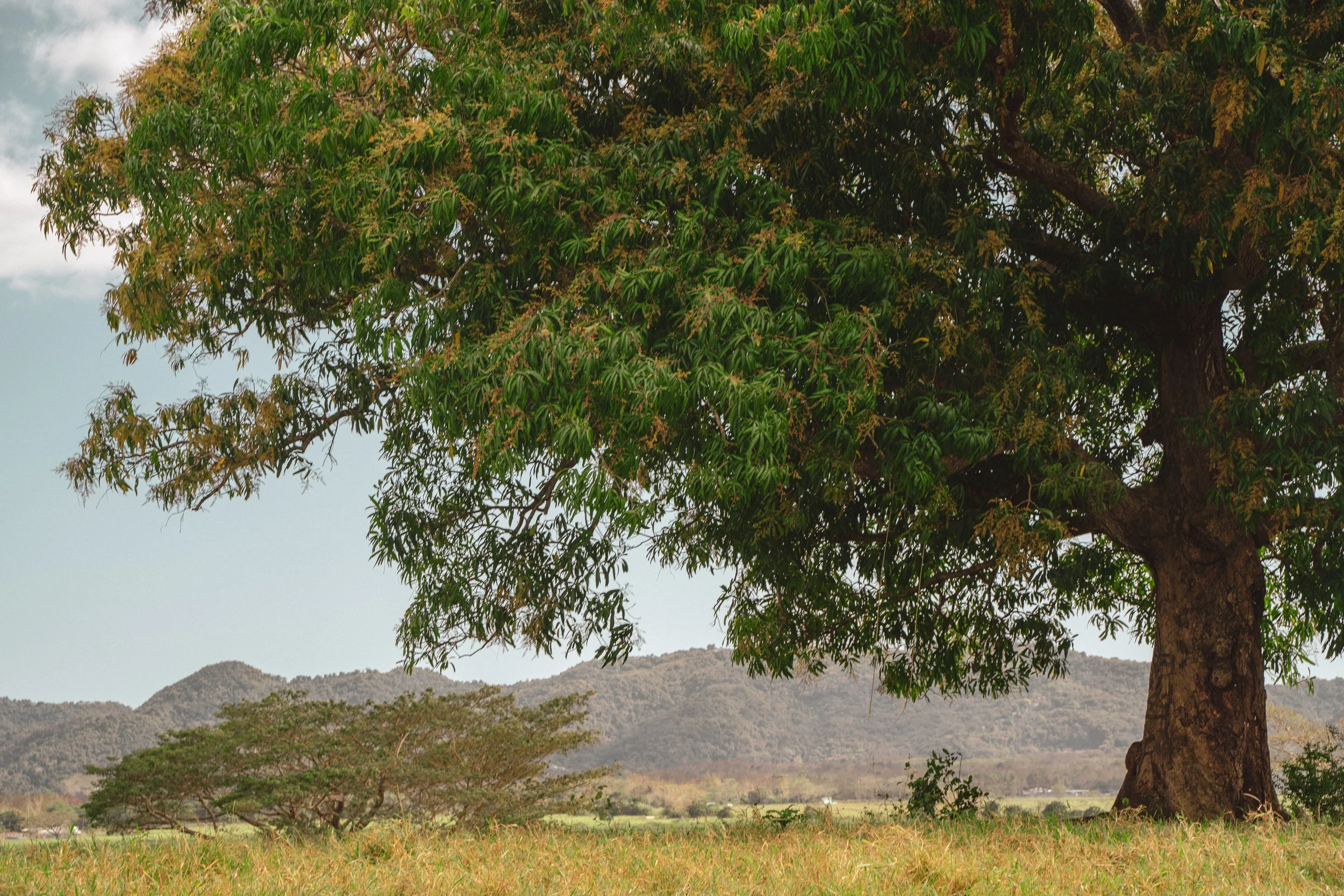 Large tree with green leaves in a grassy field with distant hills in the background under a cloudy sky.