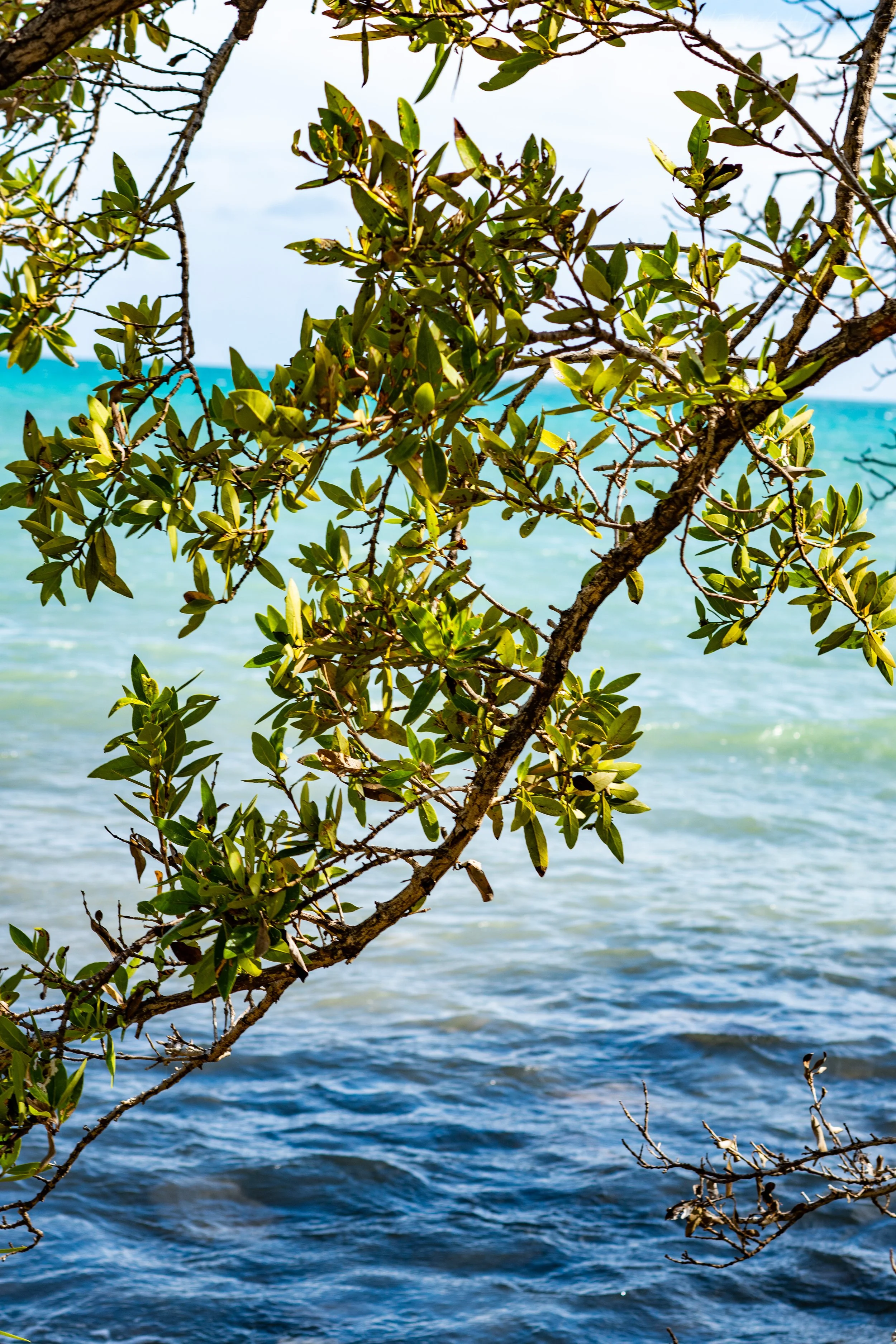 Close-up of a tree branch with green leaves near a body of water, with the ocean in the background.