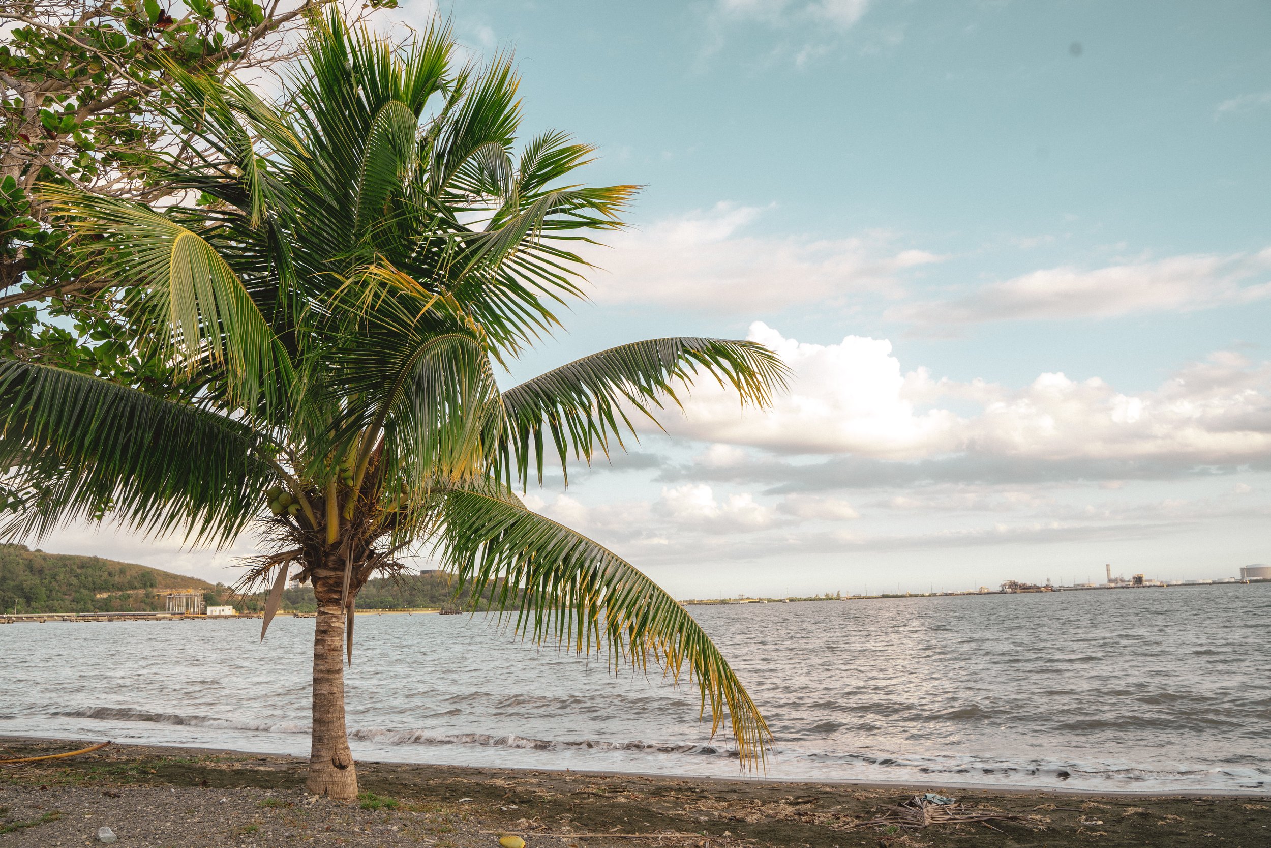 A palm tree on a sandy beach with water and a city skyline in the background under a partly cloudy sky.
