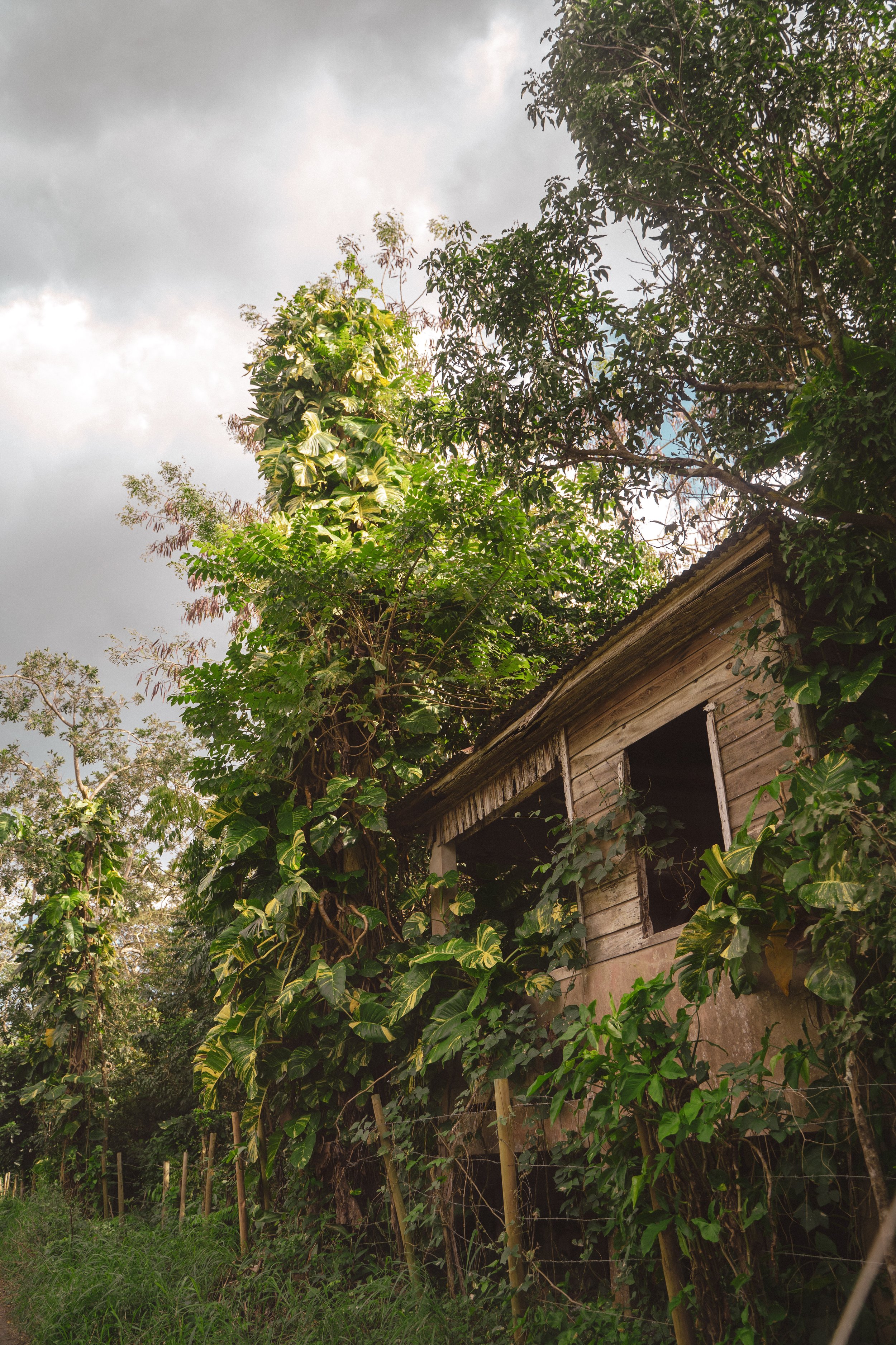 An old wooden house overgrown with dense greenery and vines, surrounded by trees and shrubs, under a cloudy sky.