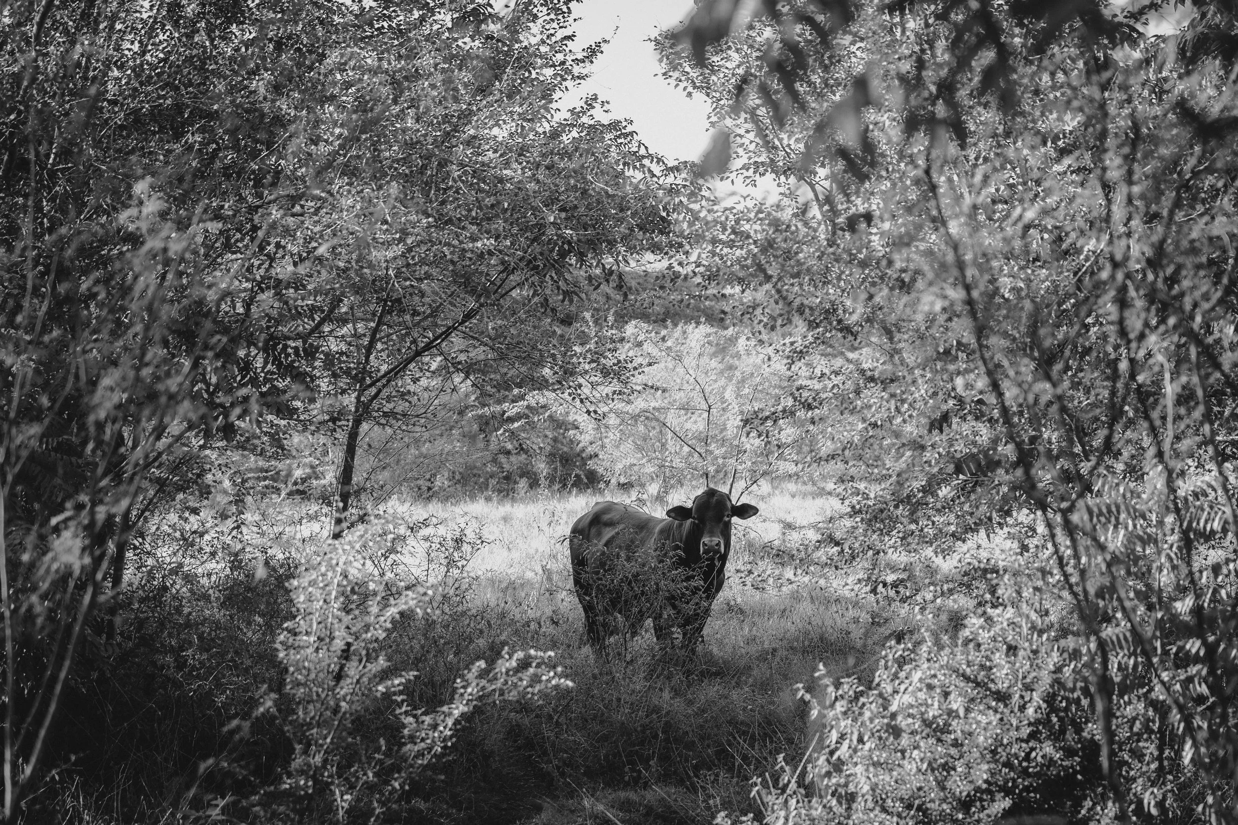 A cow standing in a grassy clearing surrounded by trees and bushes, viewed through a natural arch of foliage.