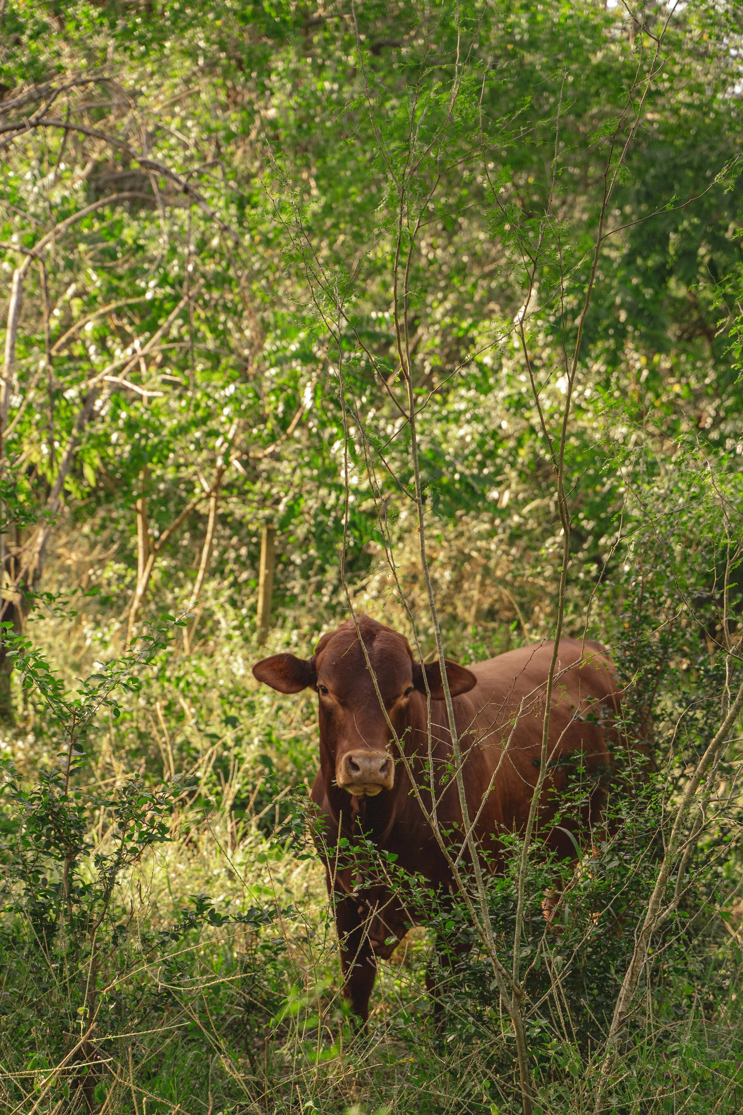 A brown cow standing amid dense green foliage and trees.