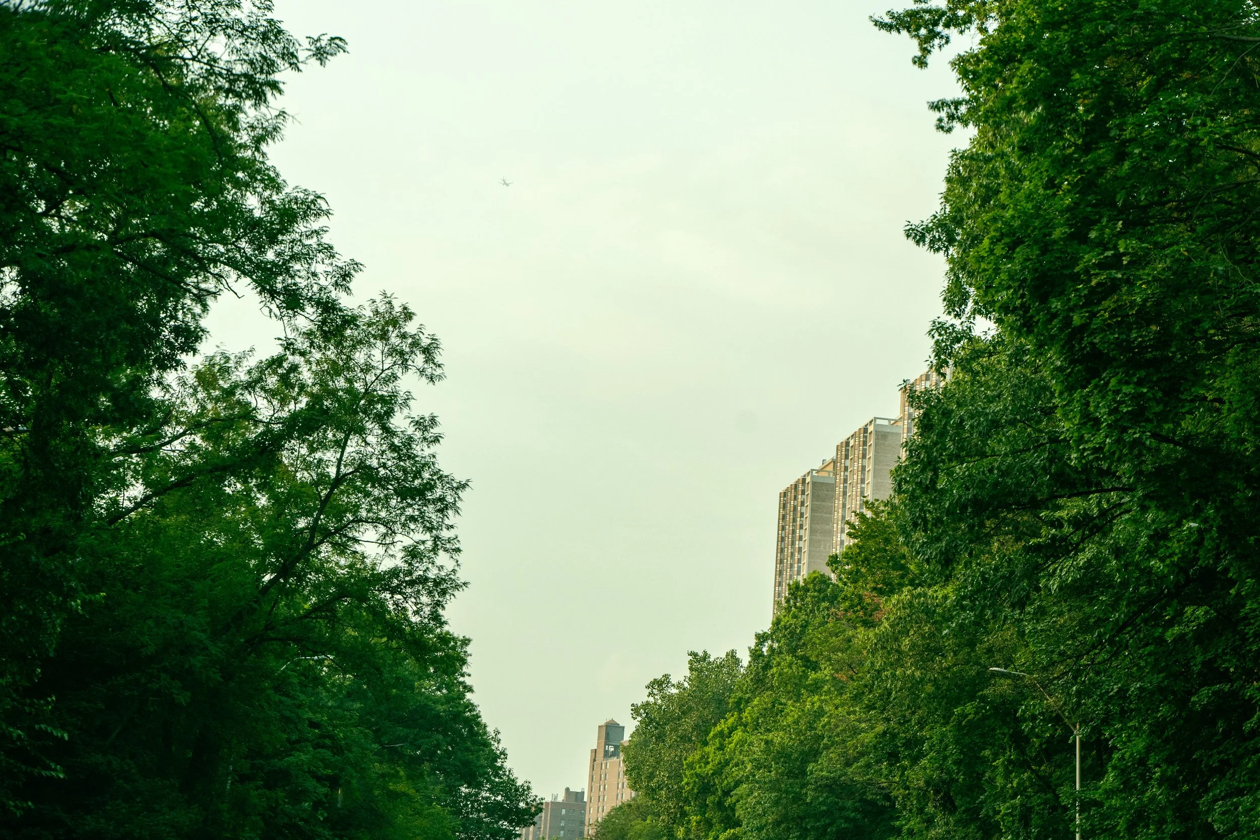 A view of green trees lining a street in an urban area with tall buildings in the background under a cloudy sky.