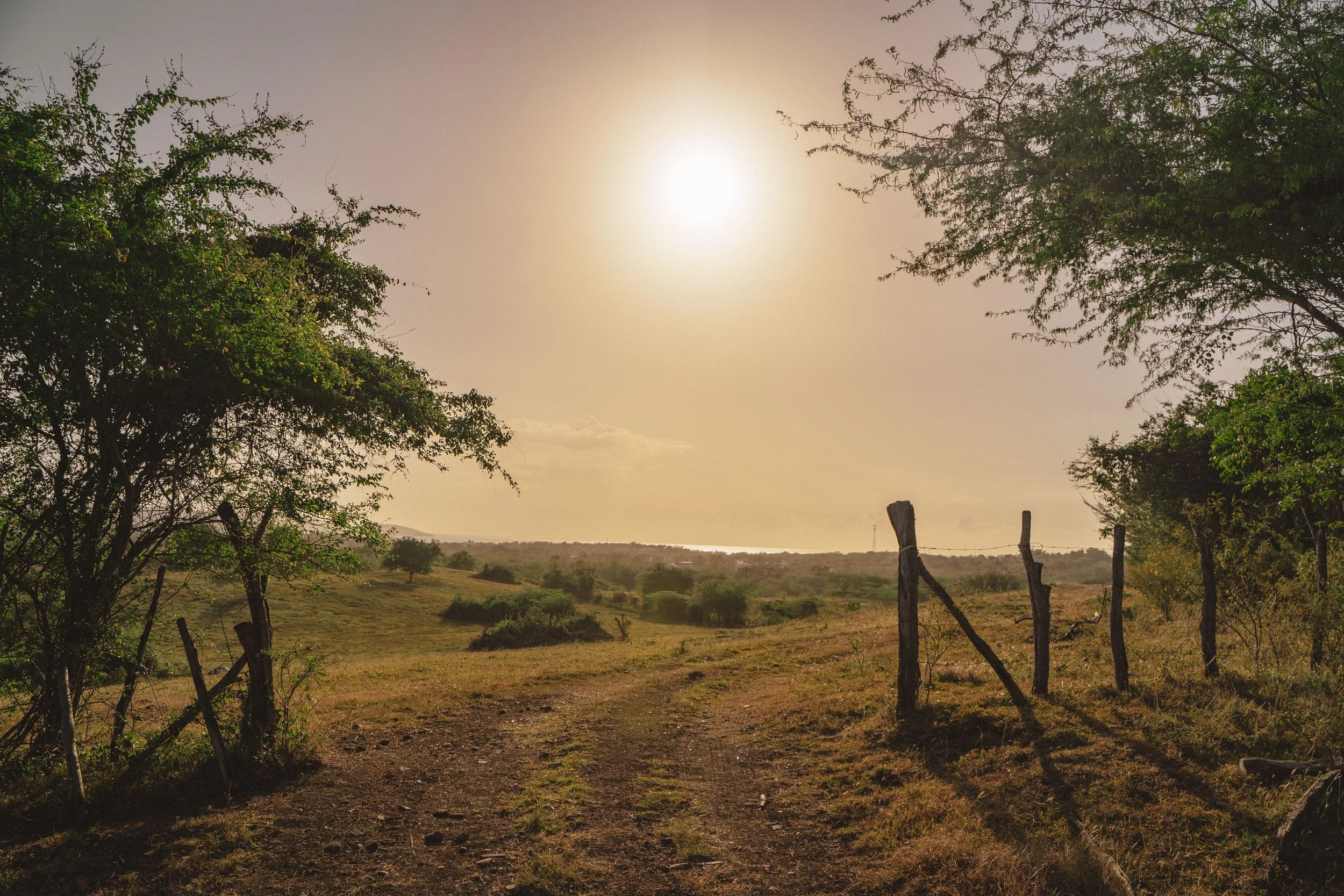 Dirt road running through a grassy landscape with scattered trees, barbed wire fence on the right, and the sun shining in a hazy sky.