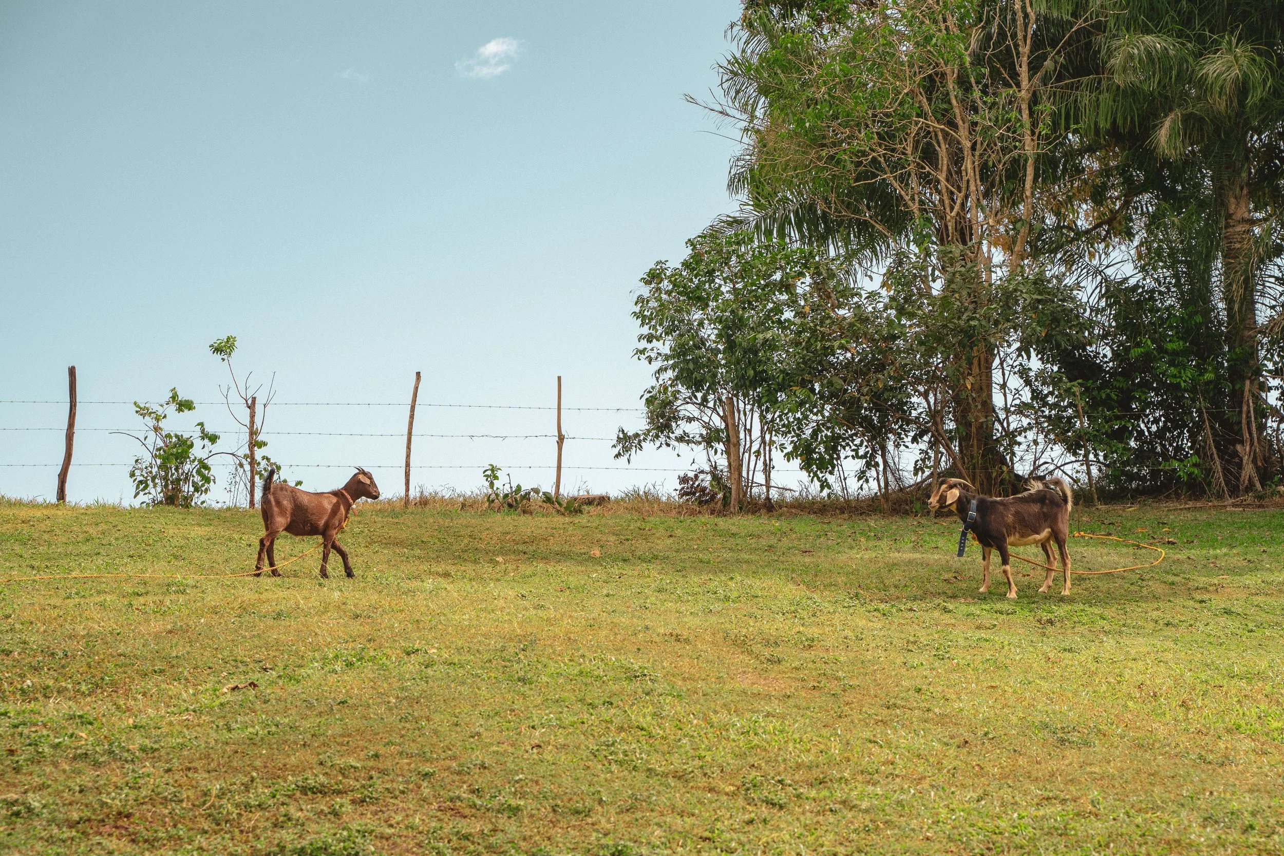 Two baby goats standing on a grassy hill near a fence and trees, with a clear, partly cloudy sky in the background.