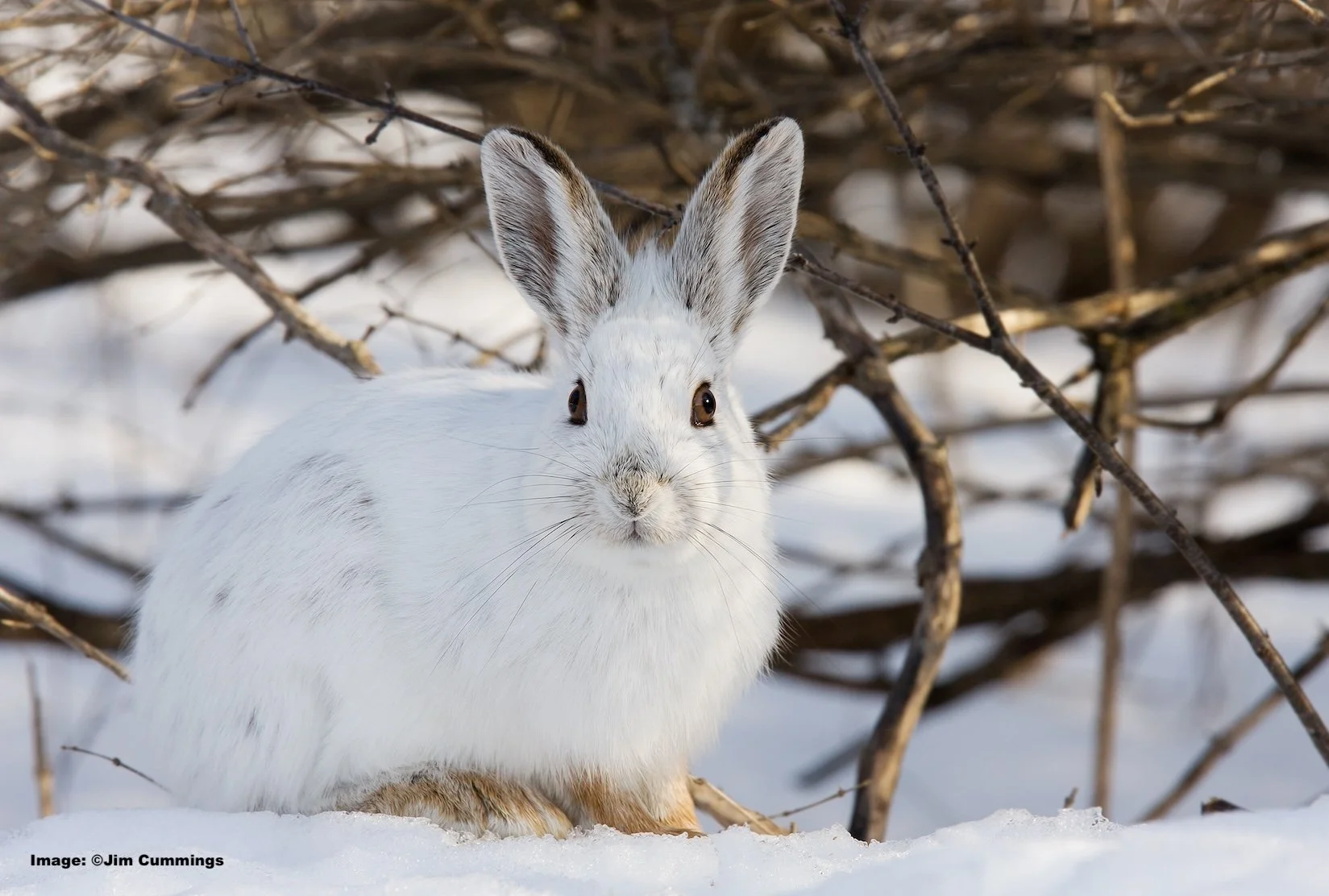 The Snowshoe hare is a favorite of prey of wintering owls in the Sax-Zim bog