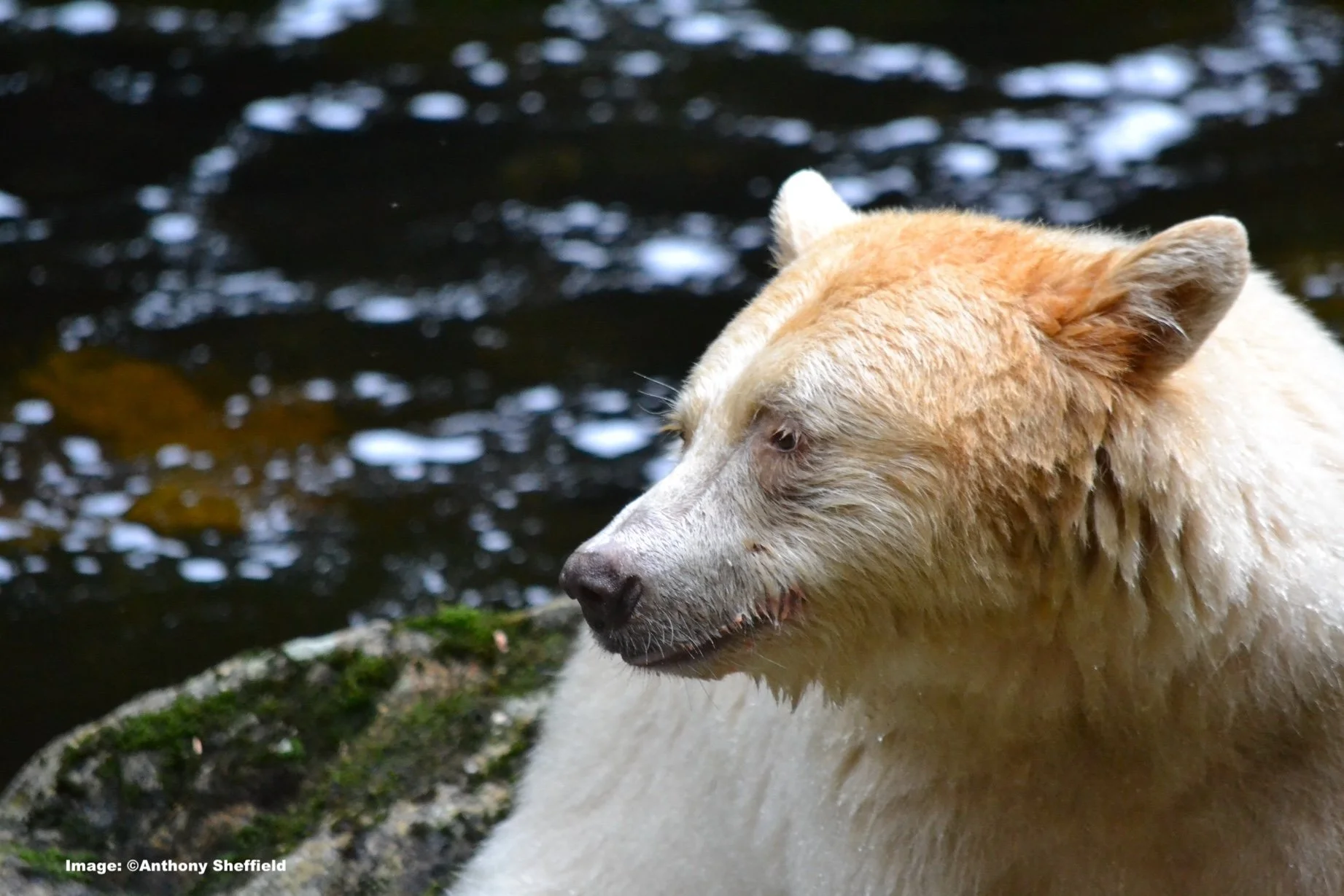 Spirit bear portrait in British Columbia forest