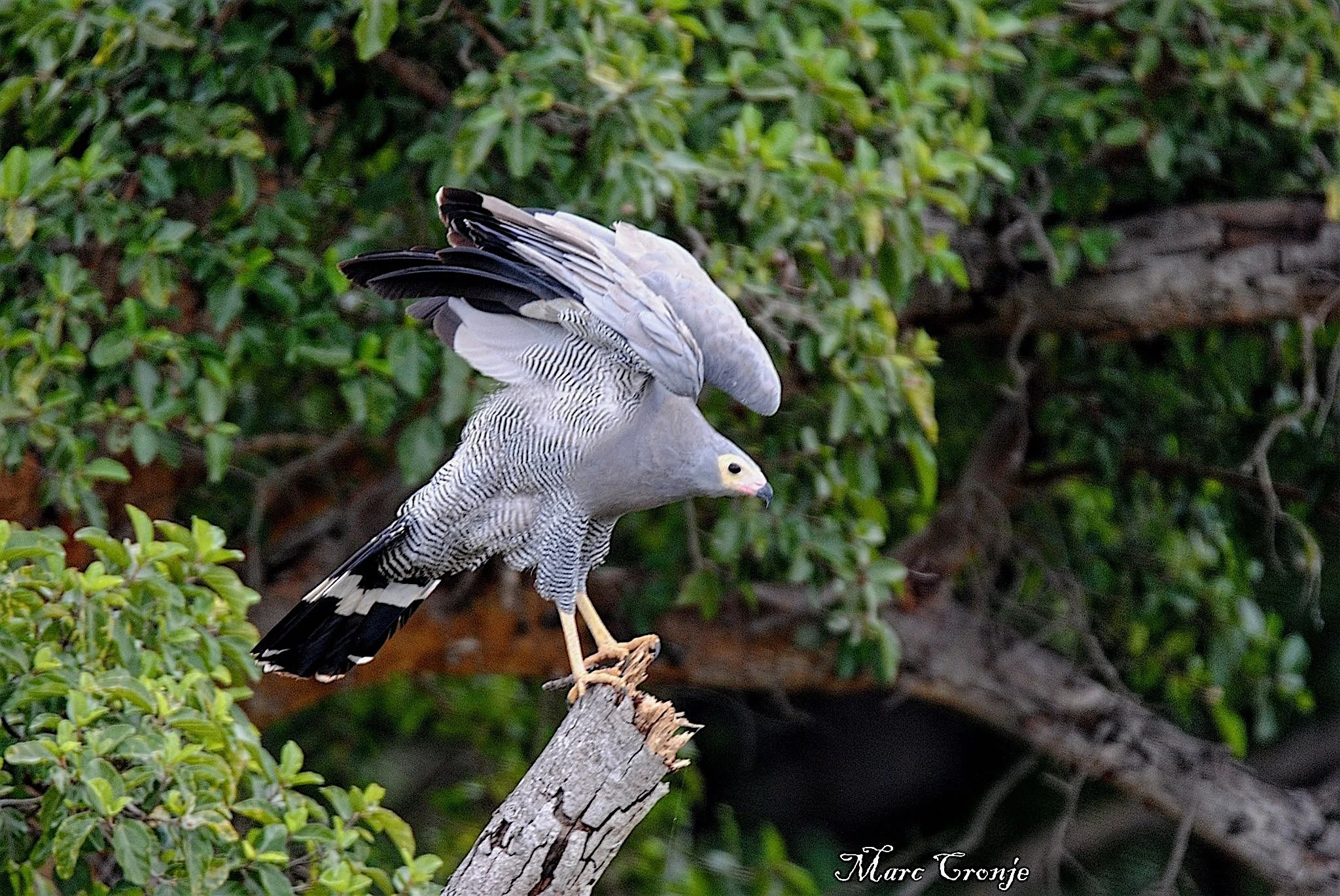 DEPOSIT: Raptor and Wildlife Conservation Safari