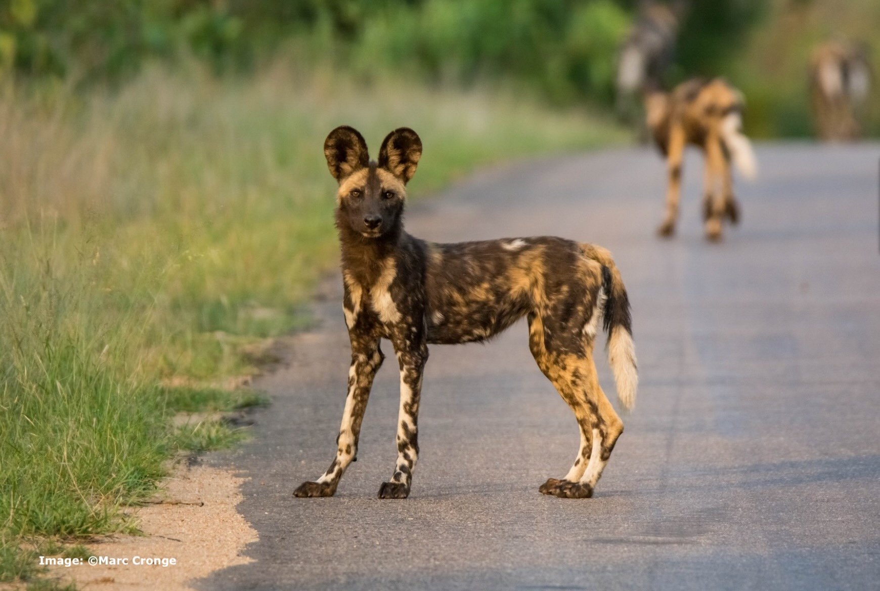 Painted dog watching the photographer