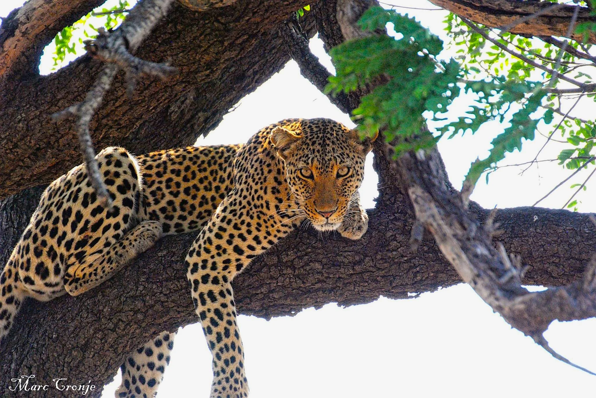 Leopard 12132547_10207718405381744_5303628567045739964_o.jpg