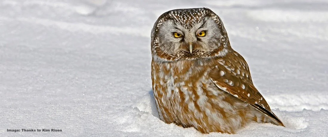 A rare ground sighting of a Boreal Owl in winter at the Sax-Zim Bog