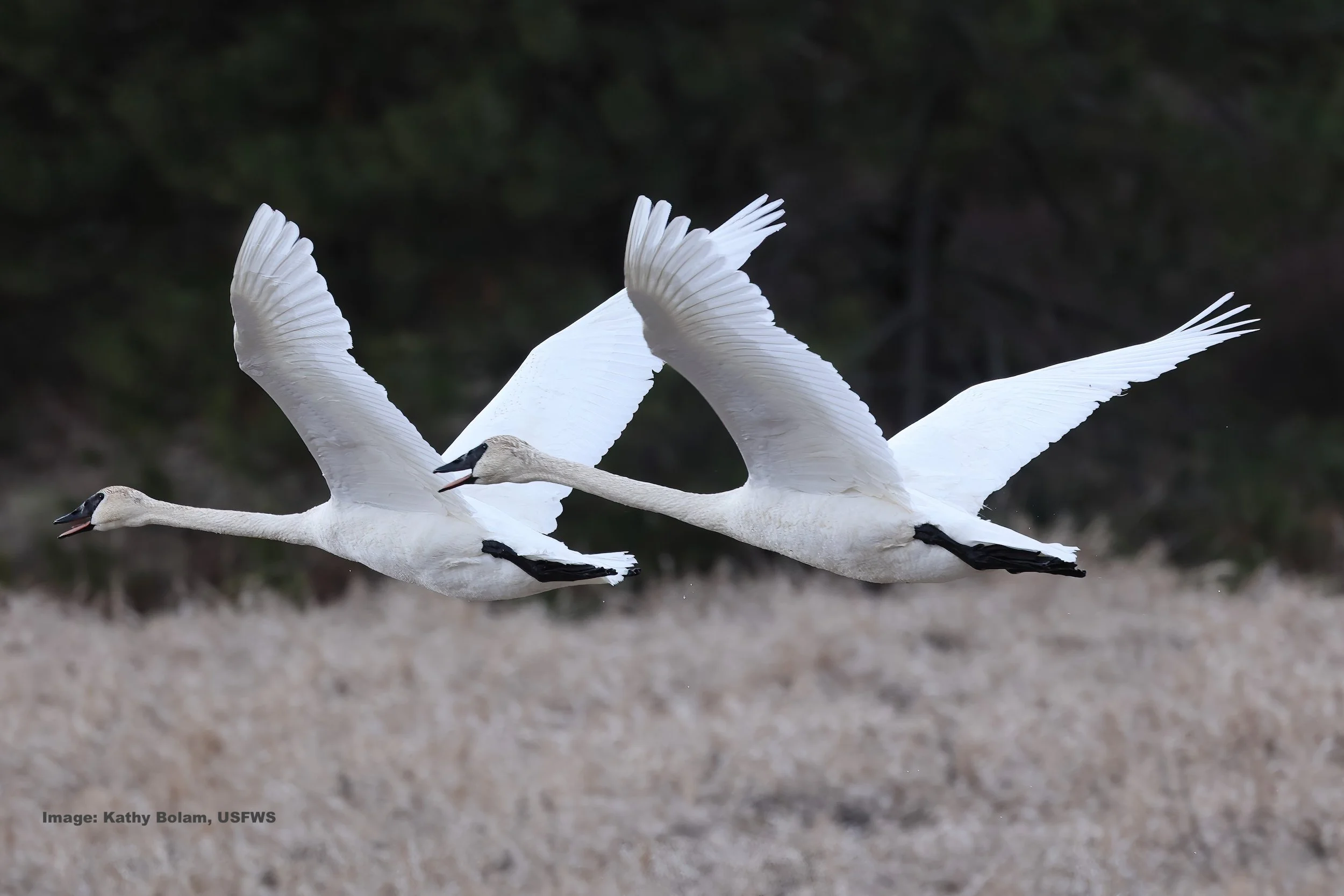Beautiful trumpeter swans in flight