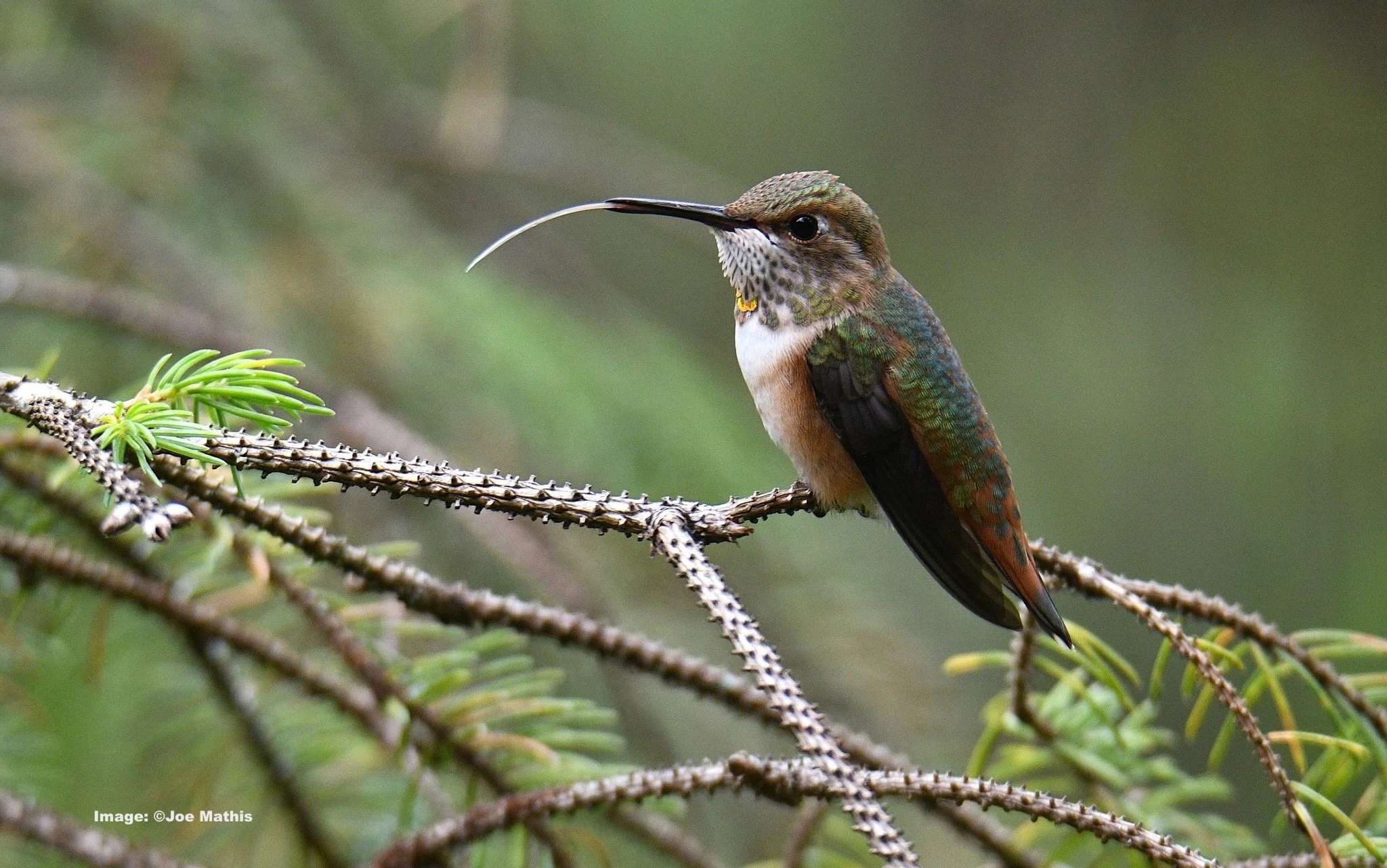 Female Rufus hummingbird with her tongue extended in Prince of Wales Island, Alaska