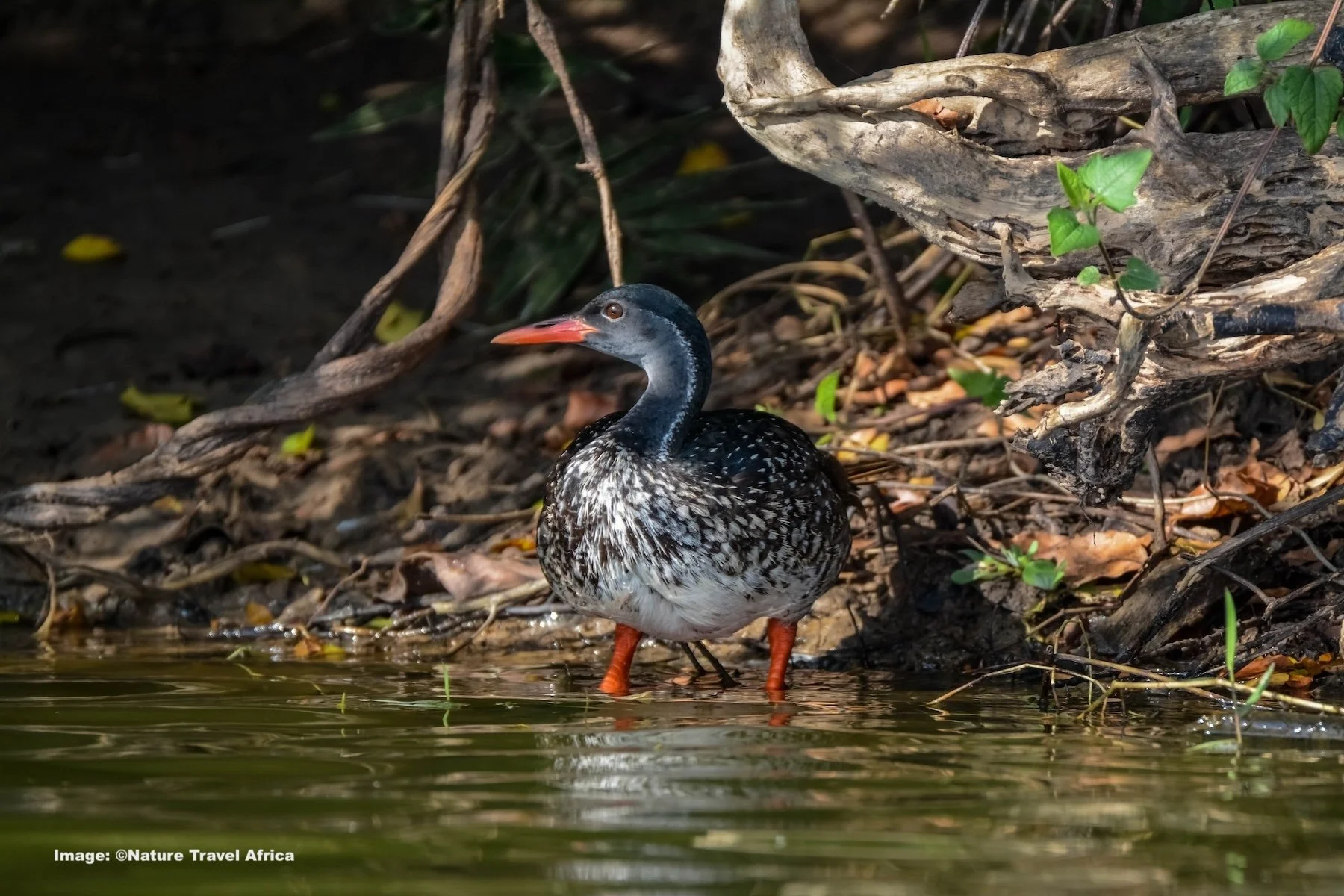 An African Finfoot at Lake Mburo