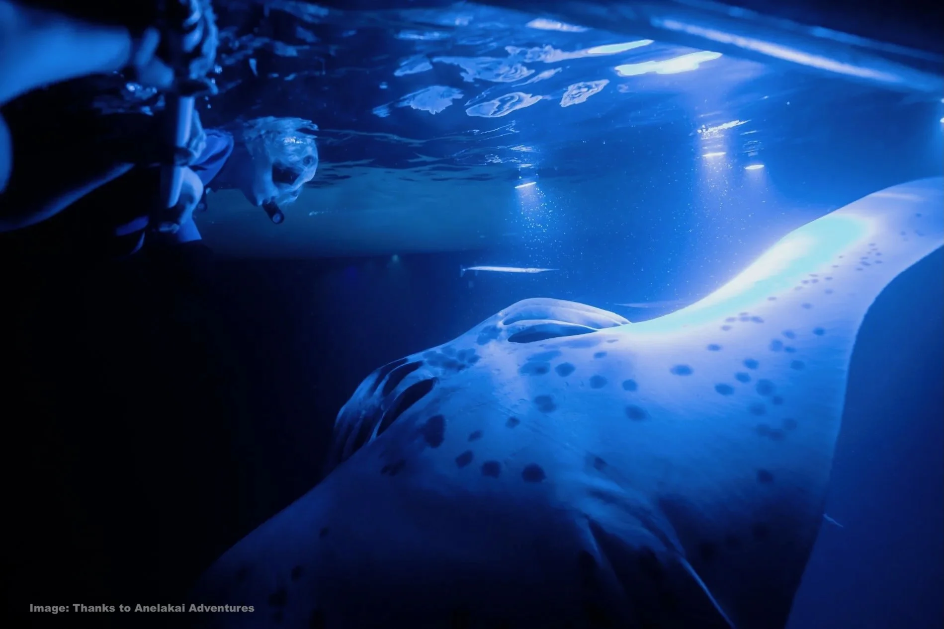 Snorkeling with Manta Rays at night in Hawaii