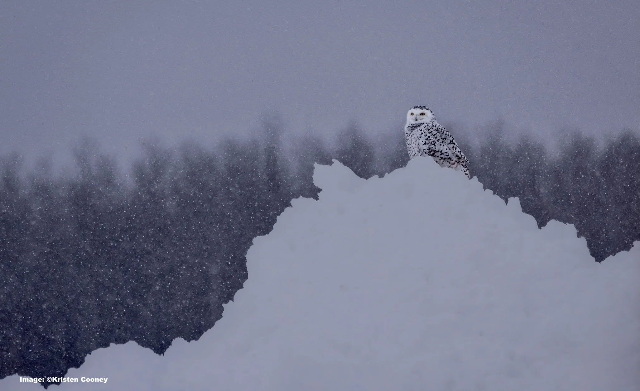 Snowy Owl on a mountain of snow in Minnesota