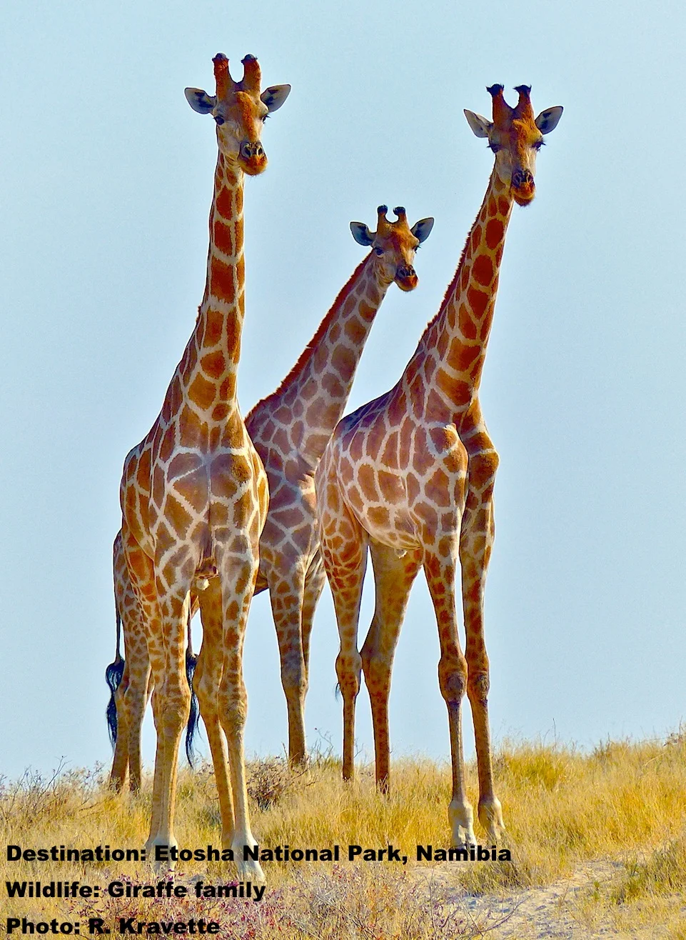 Who are those guys in the metal box? Giraffes are curious, be quiet and still for awhile and they are likely to come over to check you out. Image: R.Kravette