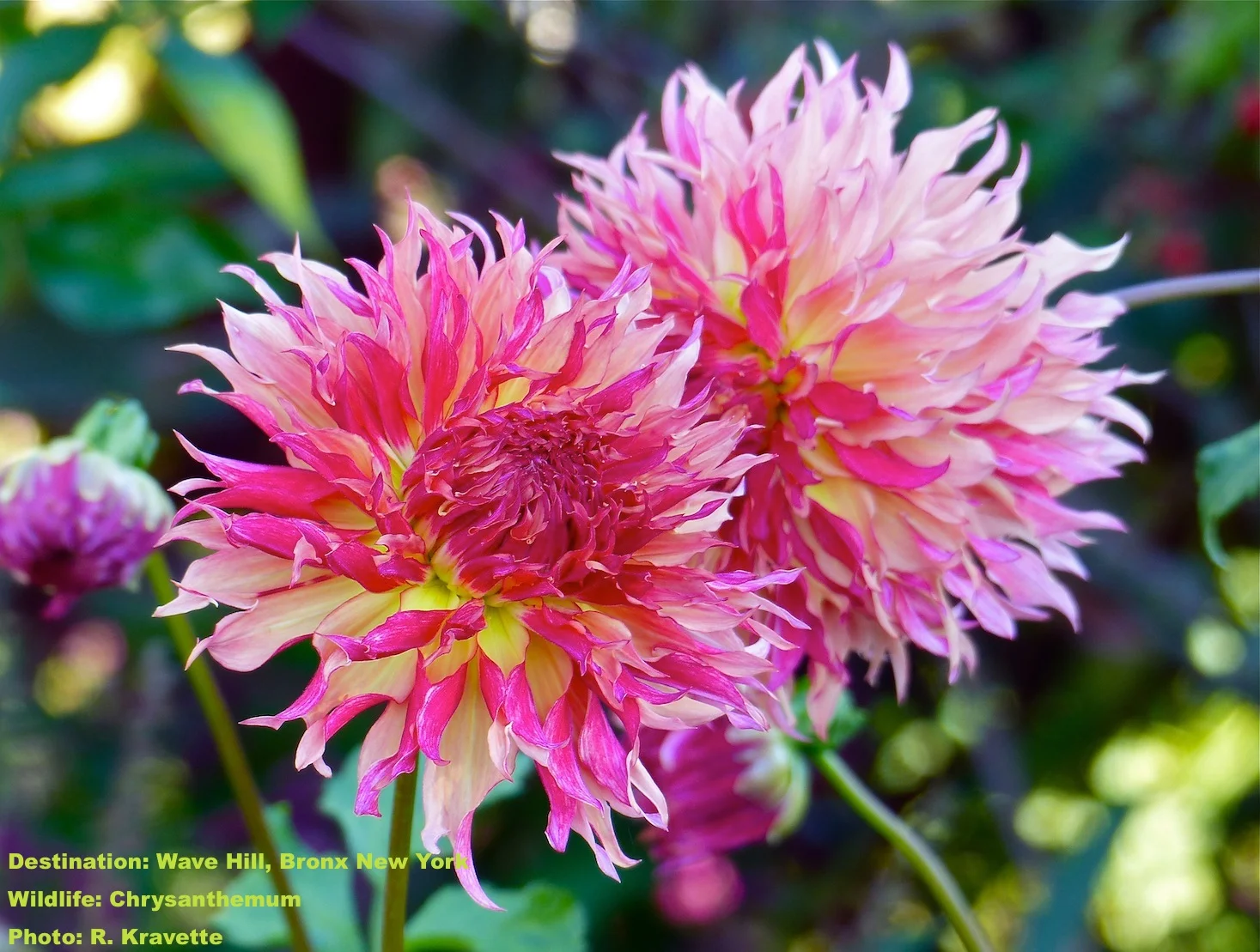 The chrysanthemums seemed to glow in one of Wave Hill's many gardens. IMAGE: ©R. KRAVETTE .