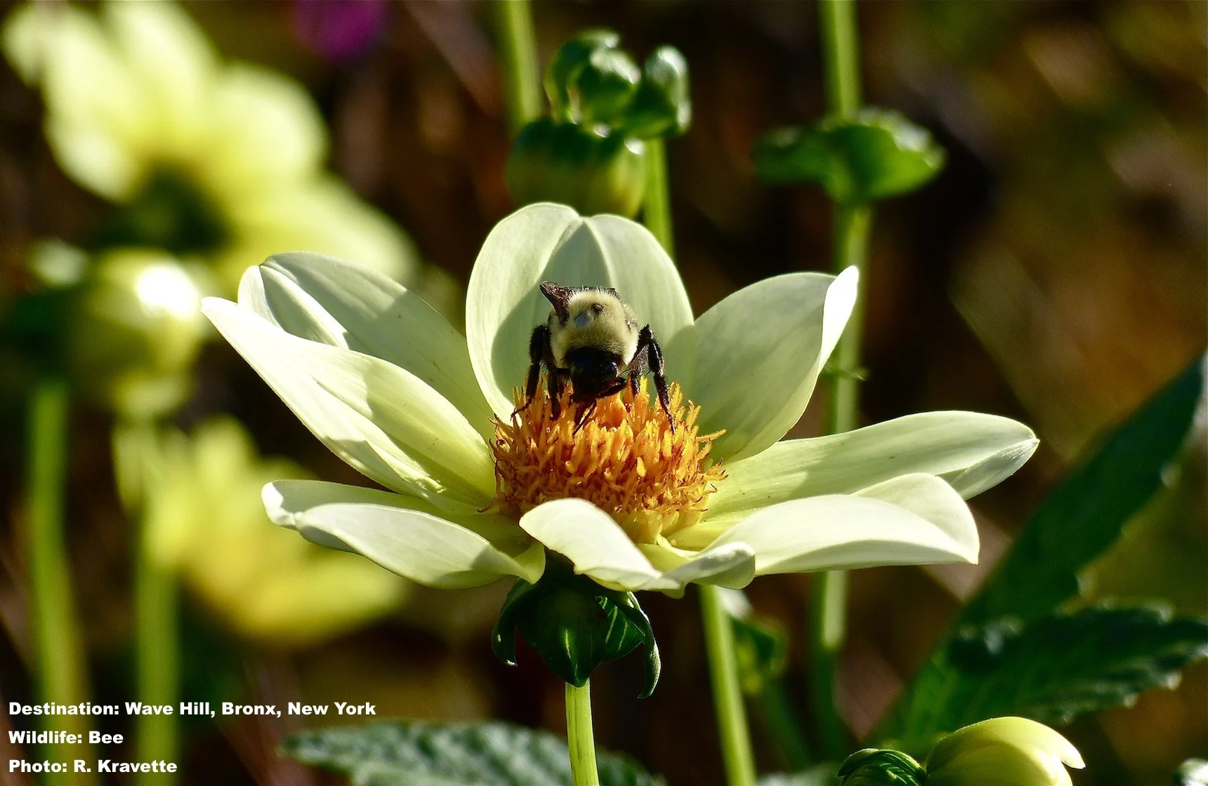 A bee doing nature's work IMAGE: ©R. KRAVETTE