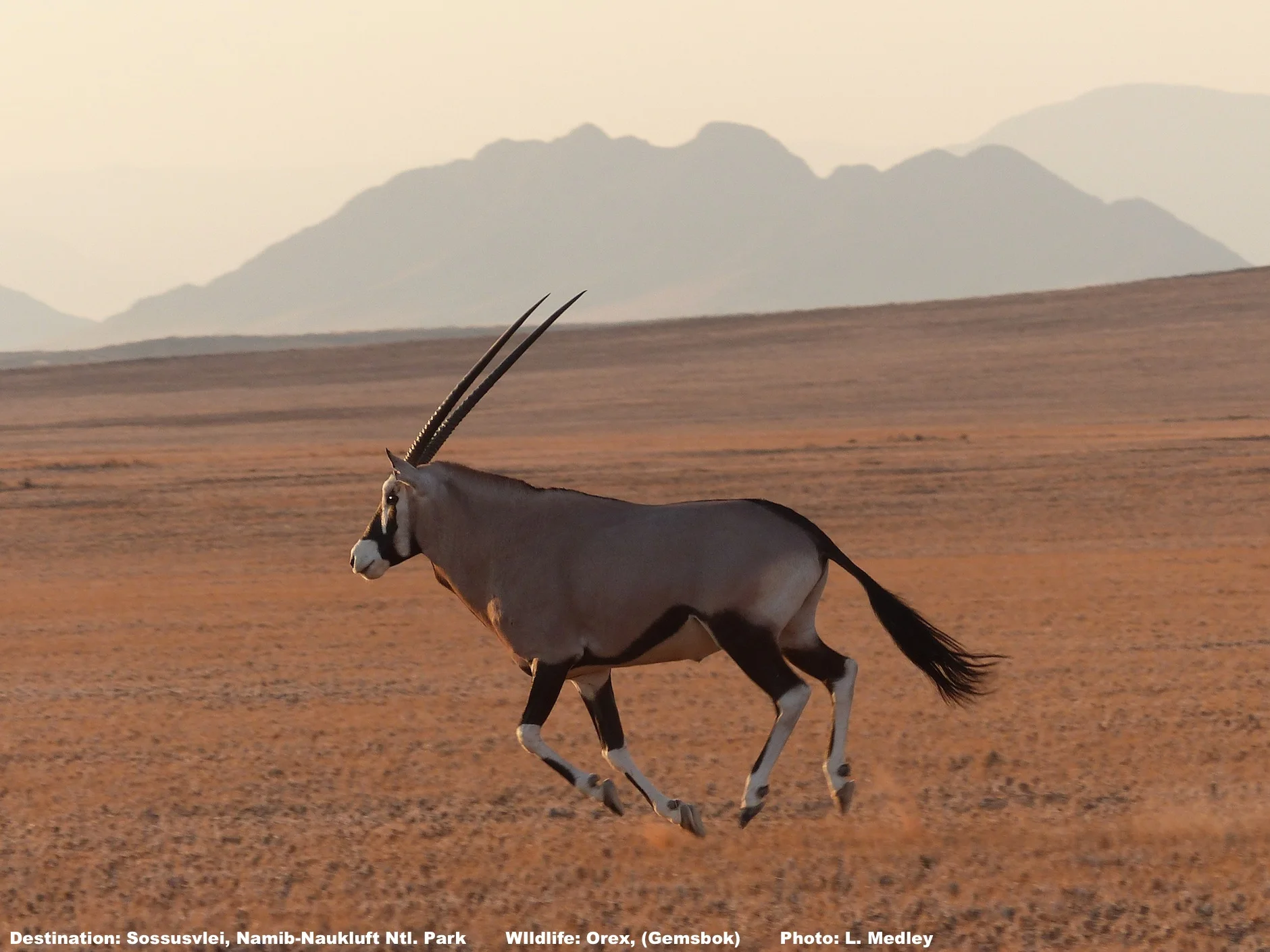 Wild oryx running on the flat lands inside the entrance to Sossusvlei - Photo by L. Medley