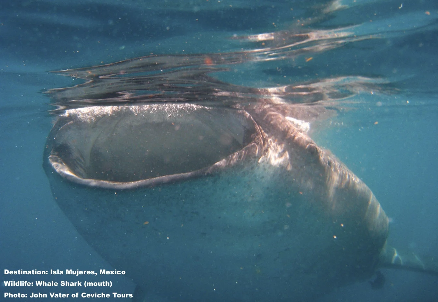 Whale Shark Cruising for Krill. Their mouths can be over 5 feet across (1.5m) but as formidable as they look, they are neither interested in eating you for lunch - nor could they manage it if they wanted to - their esophagus is too narrow. Image: Courtesy of ©John Vater, Ceviche tours, Isla Mujeres, Mexico.