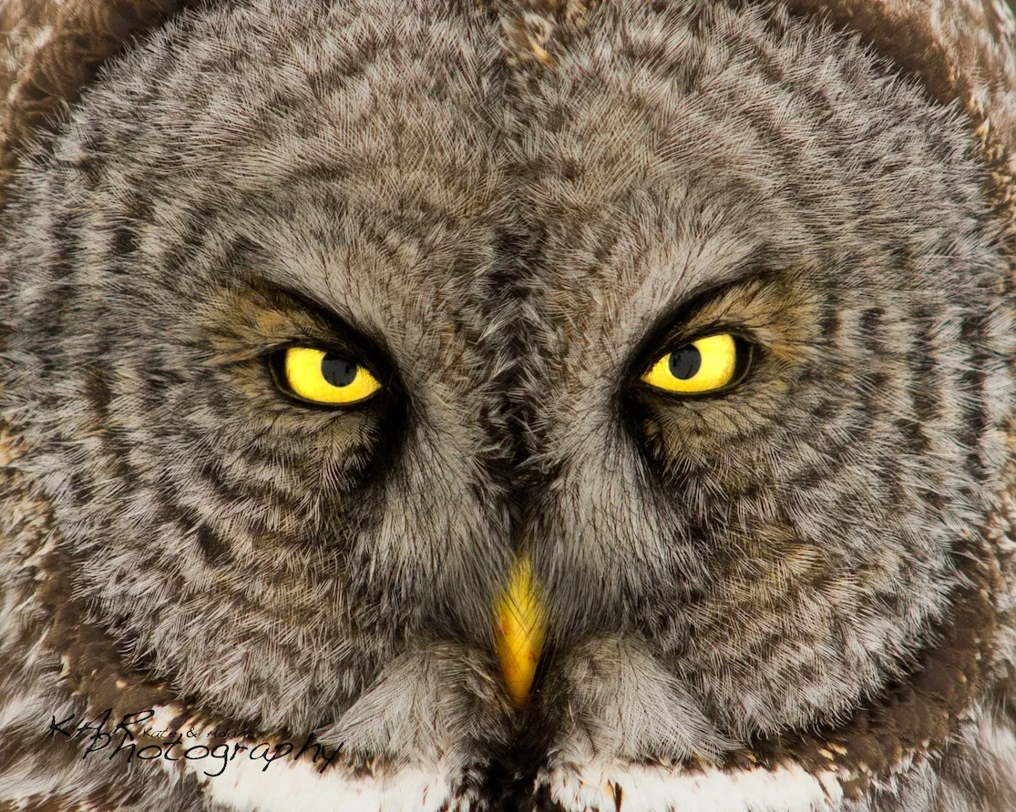 "We want people to get a glimpse into the spirit of the animal", Kate & Adam Rice, KAR Photography. Great grey owl eyes. Image: Thanks to ©KAR Photography