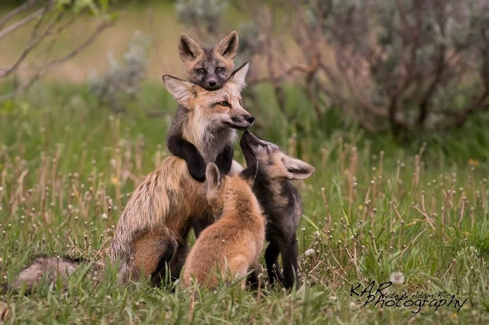 Patience pays off when mama red fox brings her mixed red and cross colored kits out into the field. Image: Thanks to ©KAR Photography.