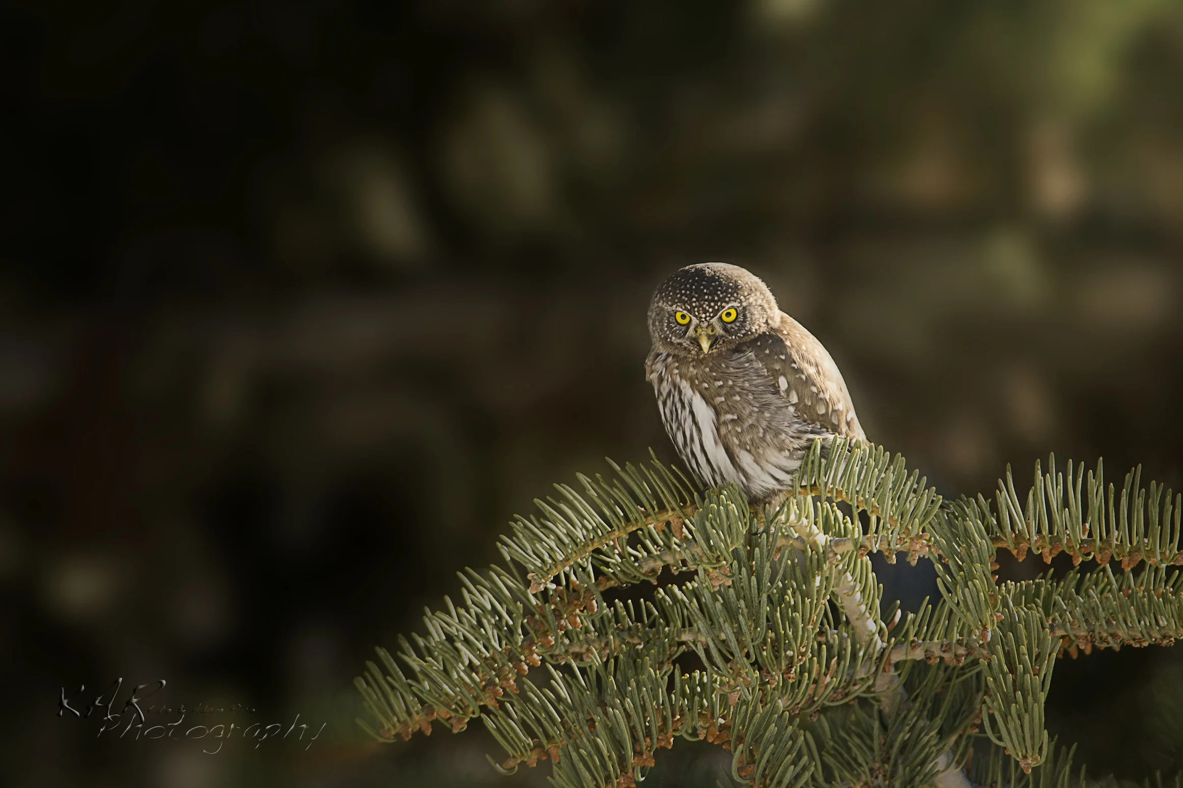 A Northern pygmy owl (finally) caught sitting still. Says Adam, "We know the pain of shooting wildlife!" Image: Thanks to ©KAR photography.