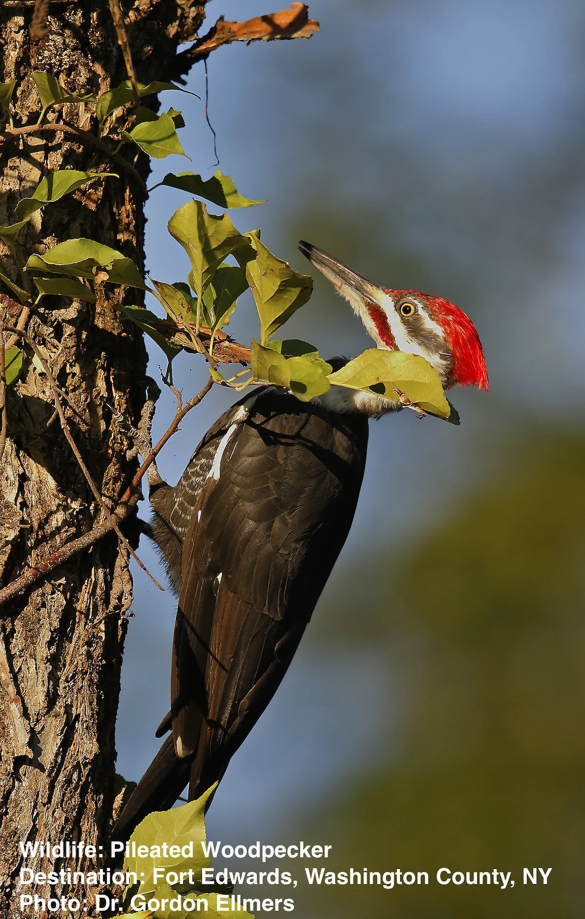 Pterodactyl in the Backyard! What is a Pileated Woodpecker?