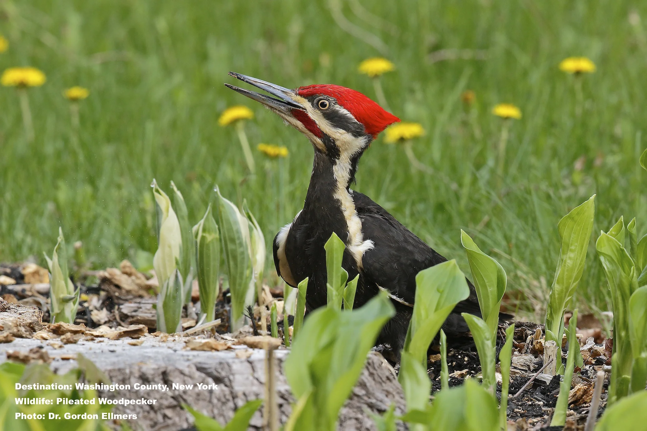My friend, veterinarian and avian photographer, Dr. Gordon Ellmer's, sent me photos of the Pileated woodpeckers that I had not managed to see on our trip. This one was taken in a few weeks later in early may. the red cheek stripes says he's a male.